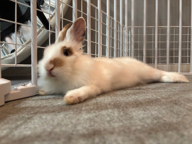 かわいさ、限界突破