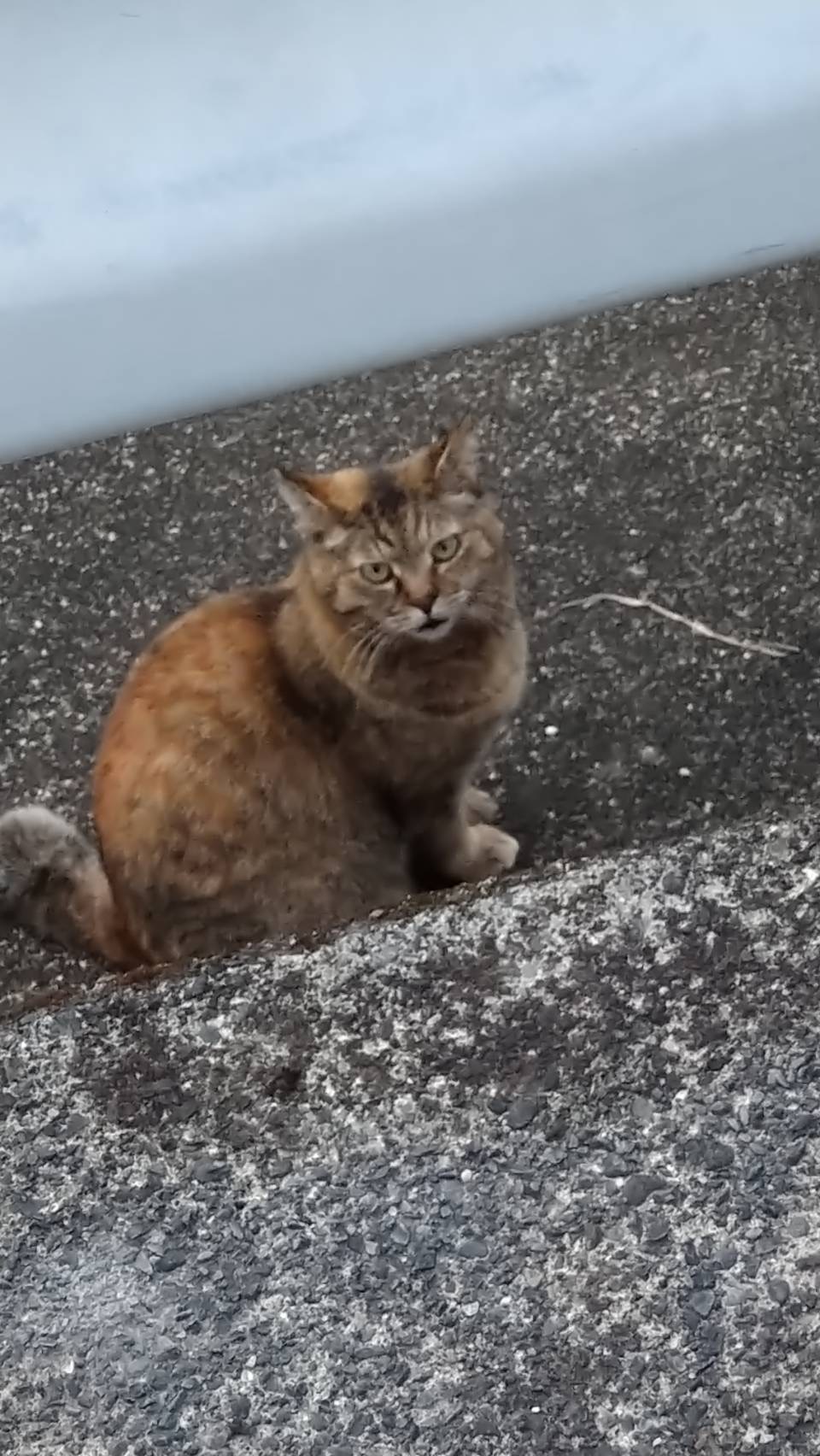 野良猫と遭遇🐈