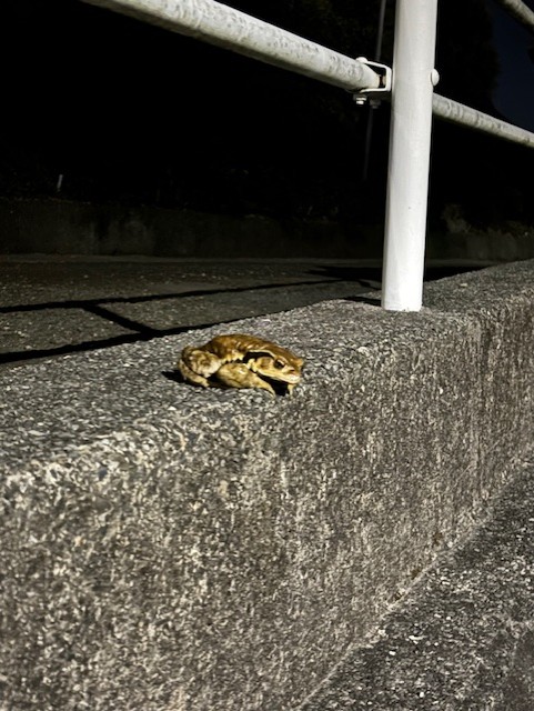 でっけぇカエル🐸