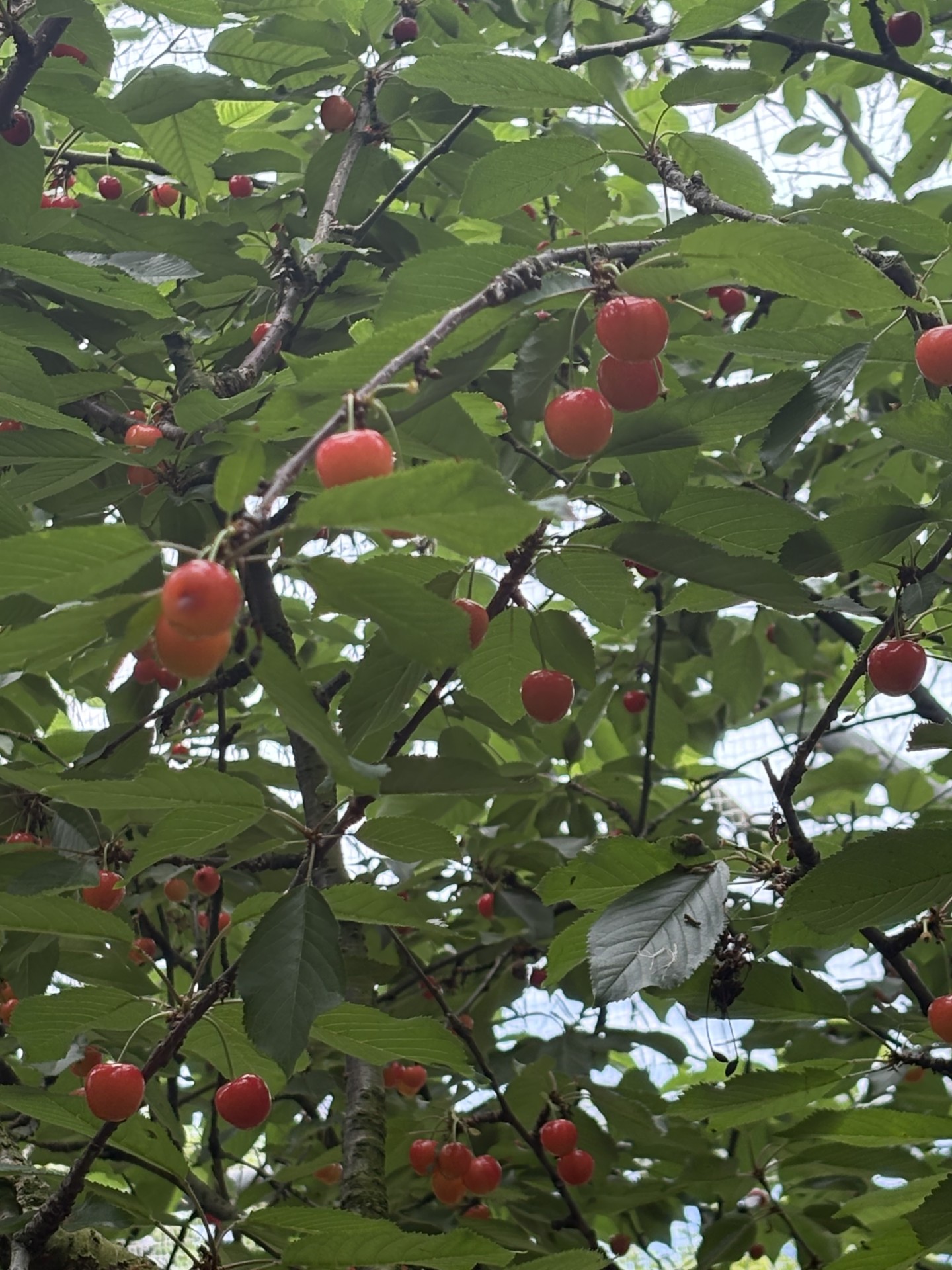沼津下香貫SSの夏前バッテリー点検と快適カーケアのすすめ🍒