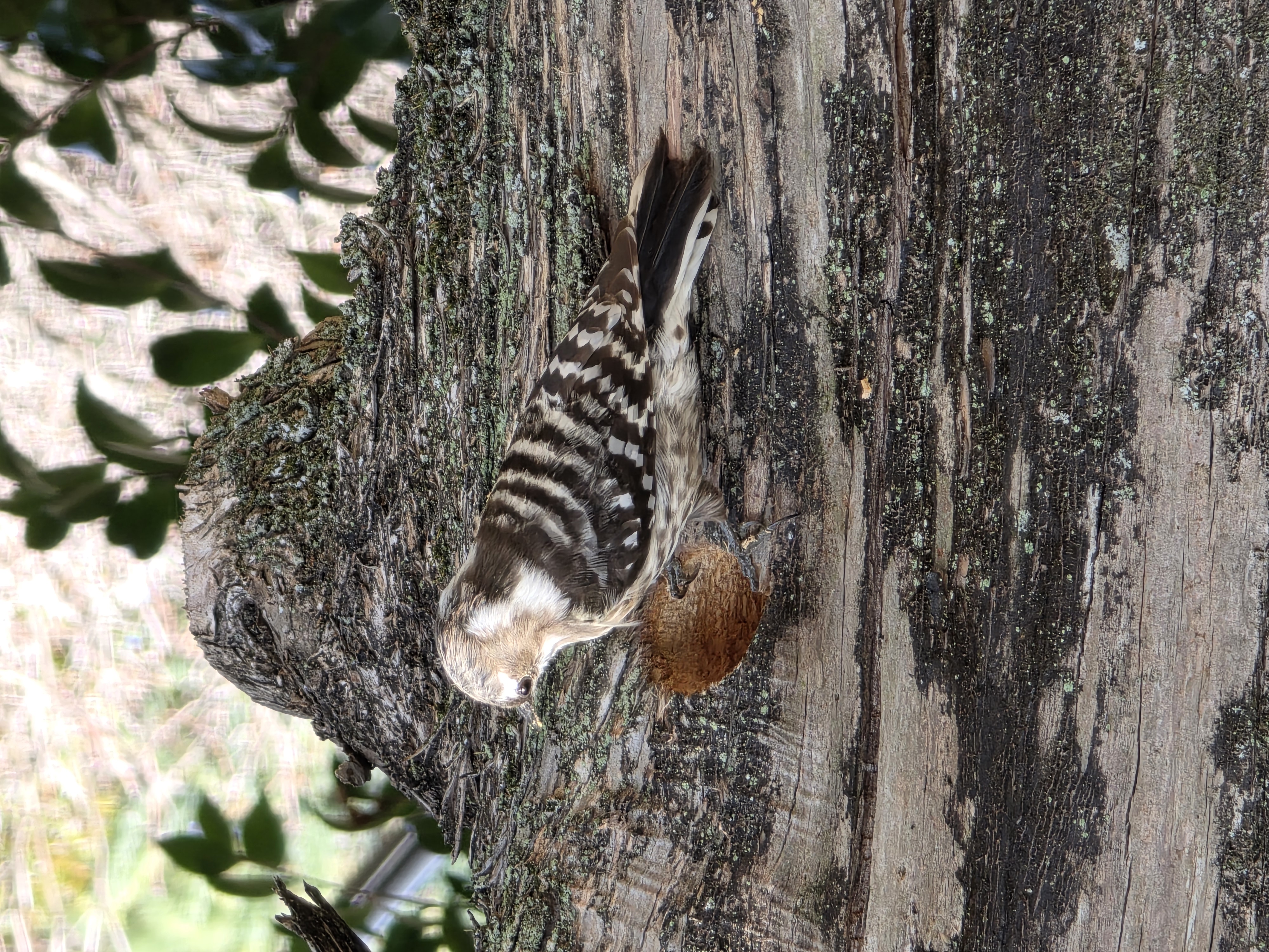 キツツキ発見！
