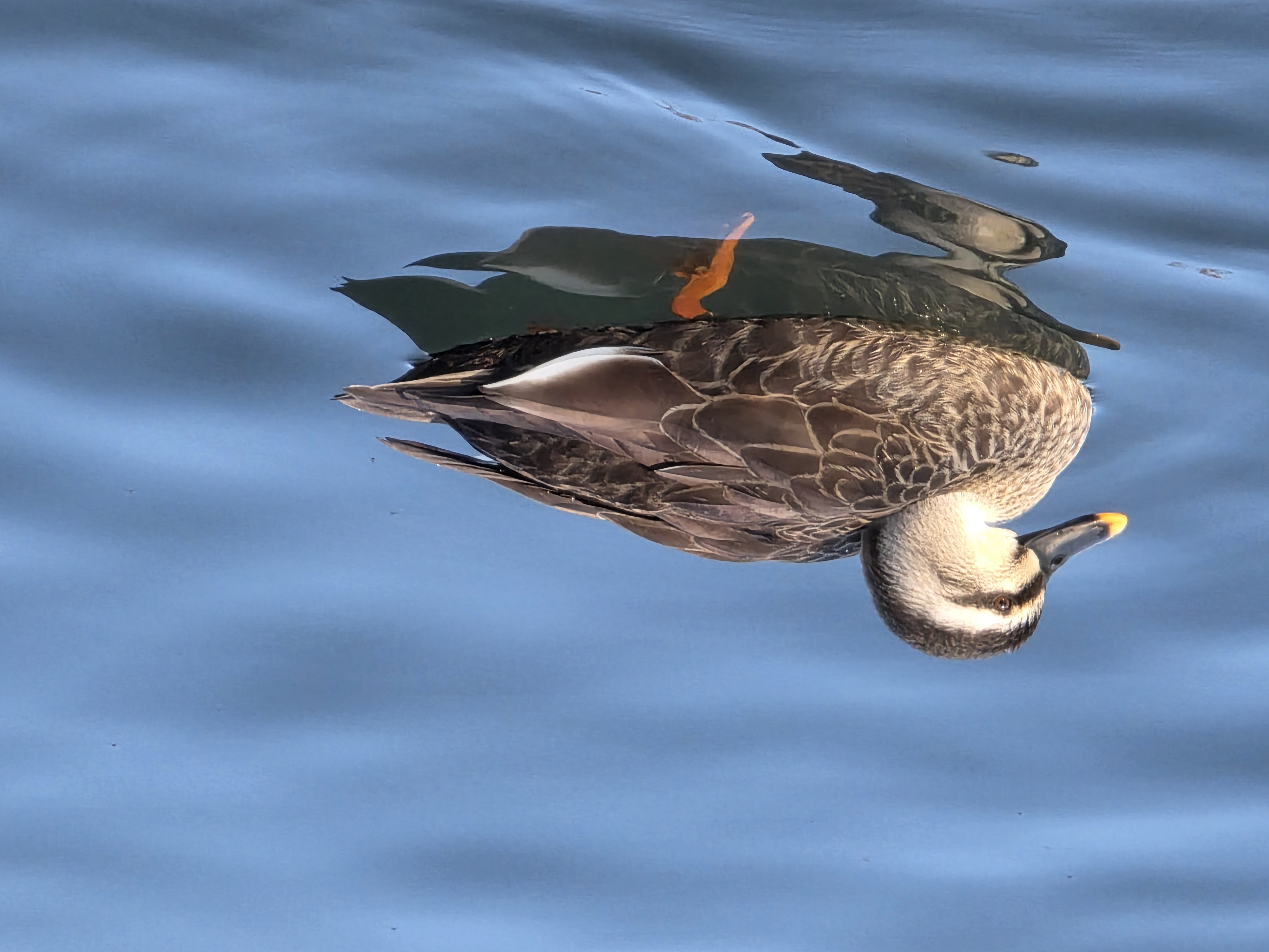 カルガモを撮影しました。