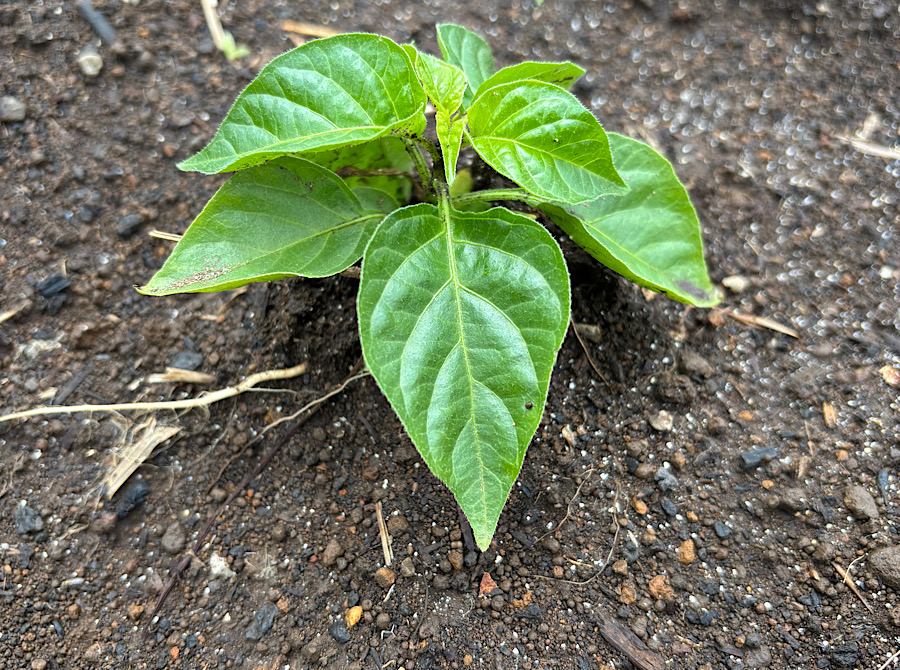 春のドライブ前にチェックしたい車の定期点検ポイント🚗✨