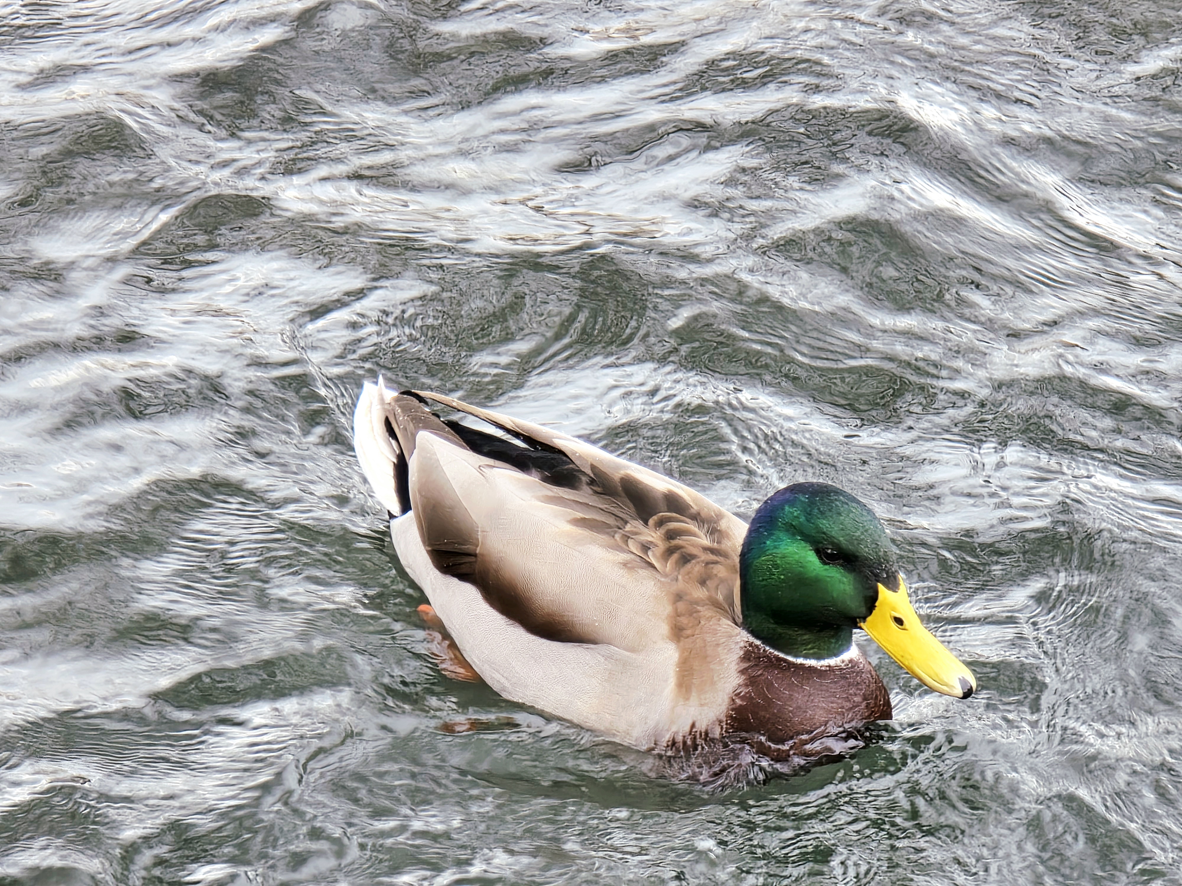 楽寿園のマガモちゃん