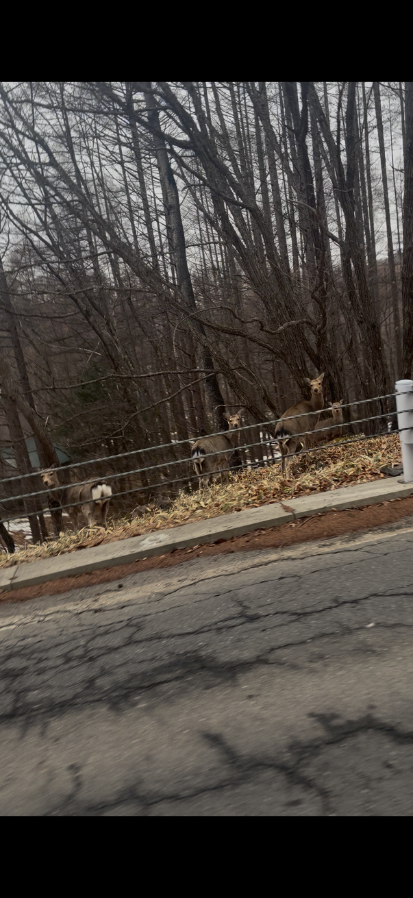 鹿も二度見するタイヤの安さ！