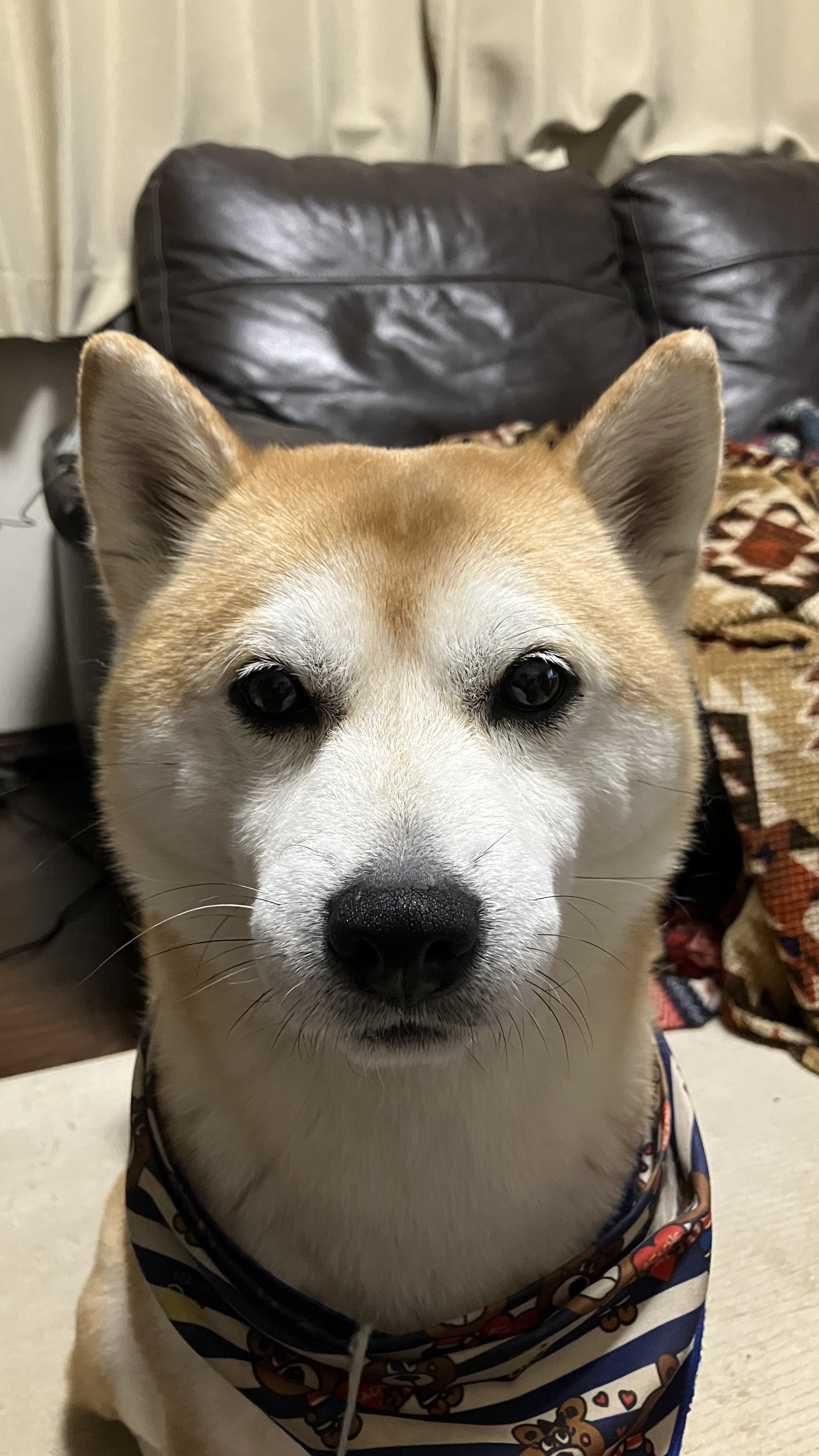 おねだりタイム🐶