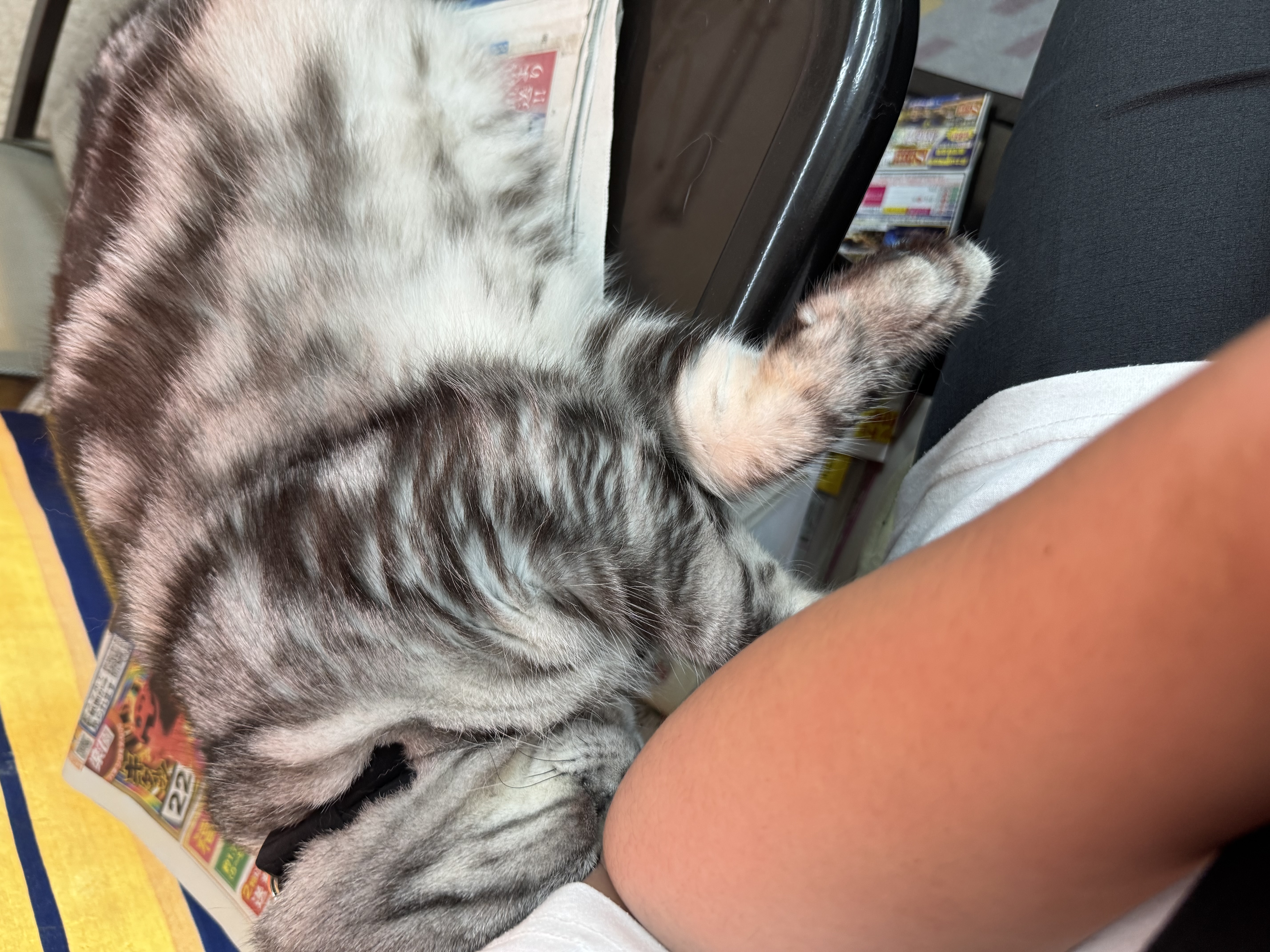 猫