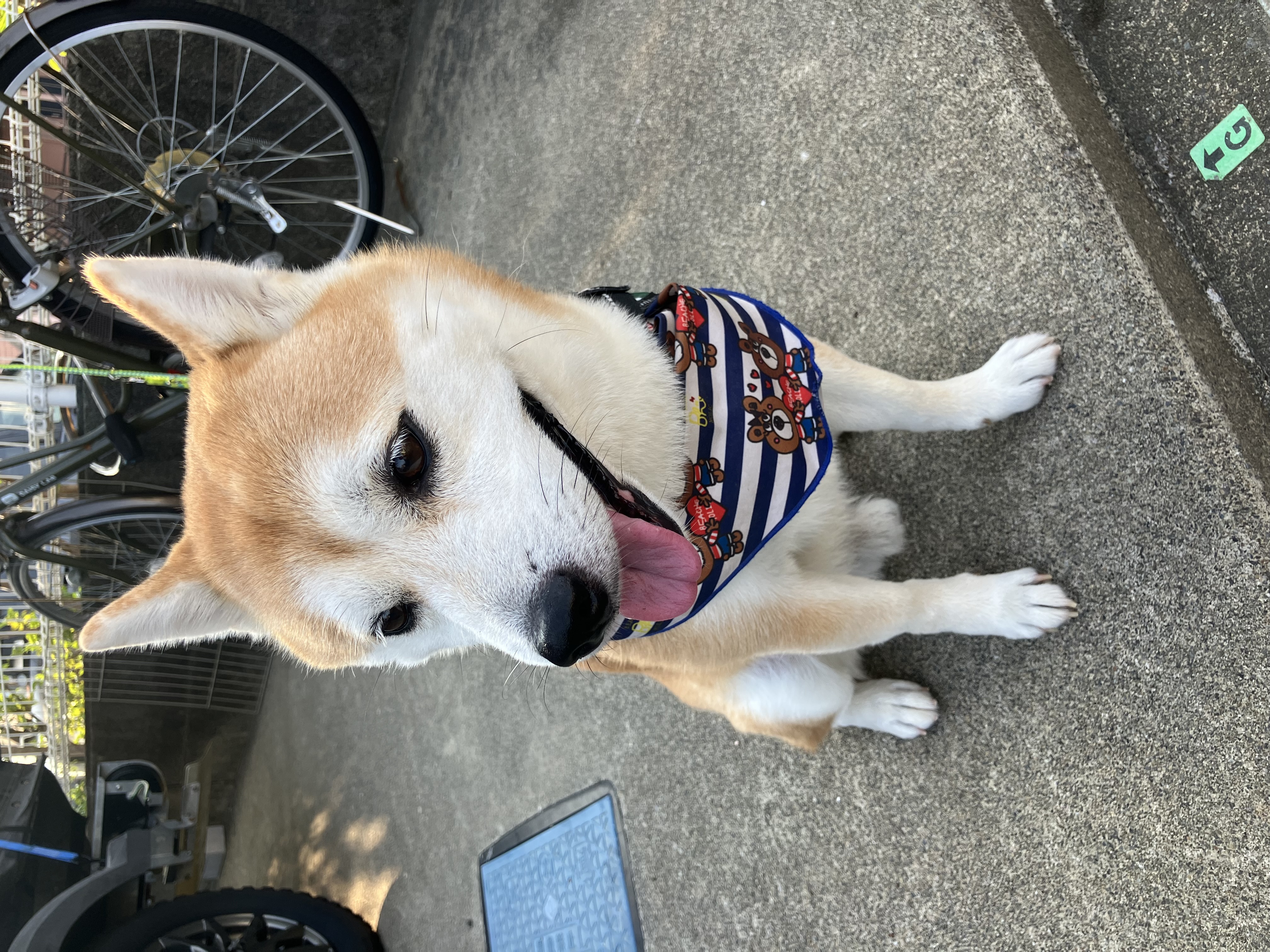 あさんぽ