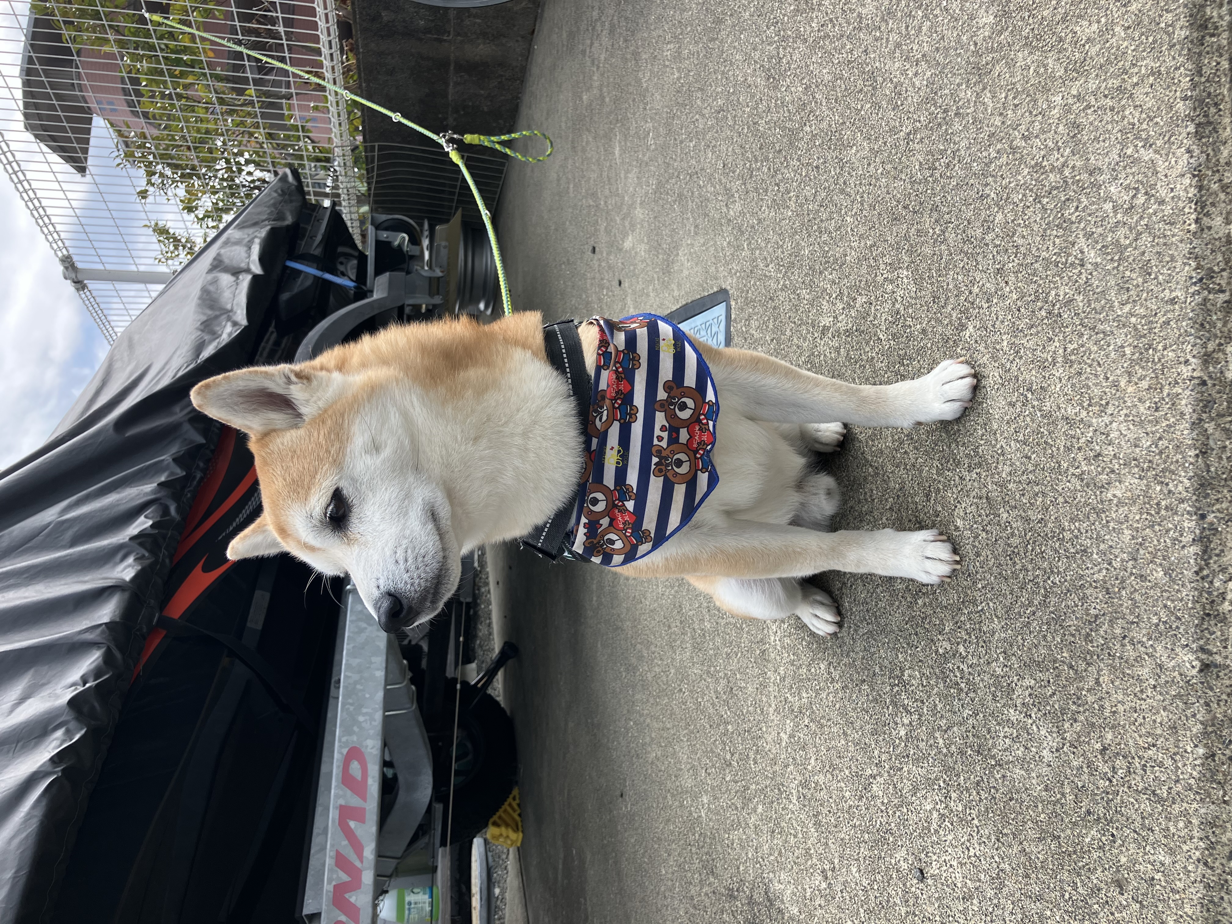 春のドライブ前にチェックしたい車のメンテナンスポイント🚗🌸