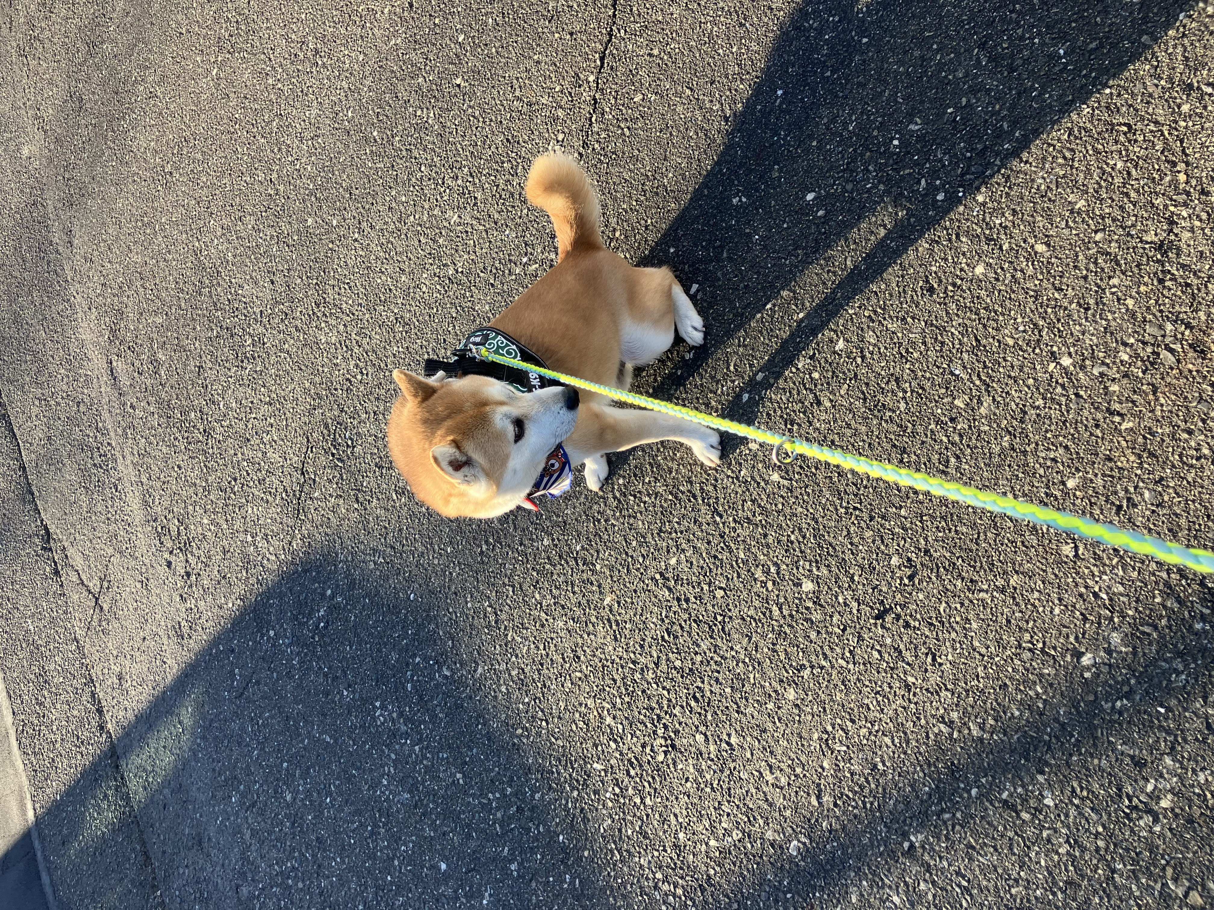 影