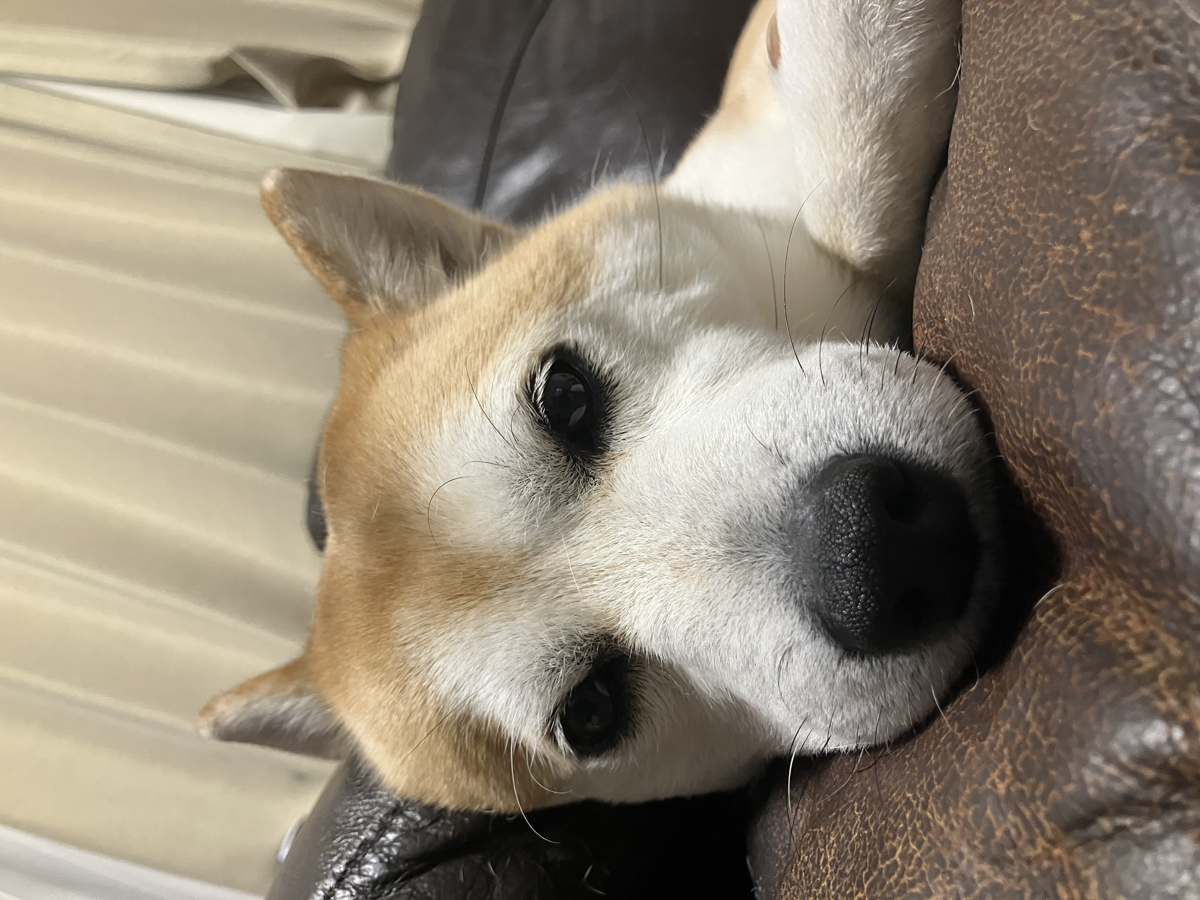 春のガソリン値上げ⛽🚗