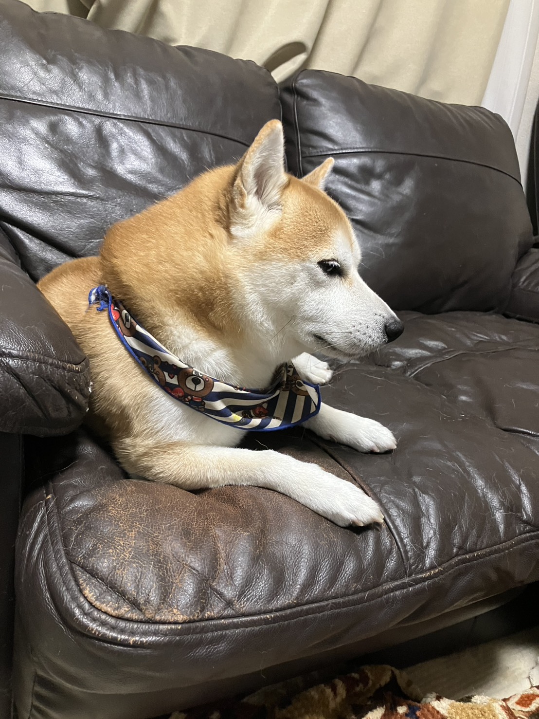 秋の冬支度はお任せください Dr.Drive清水TSで快適カーライフ🚗