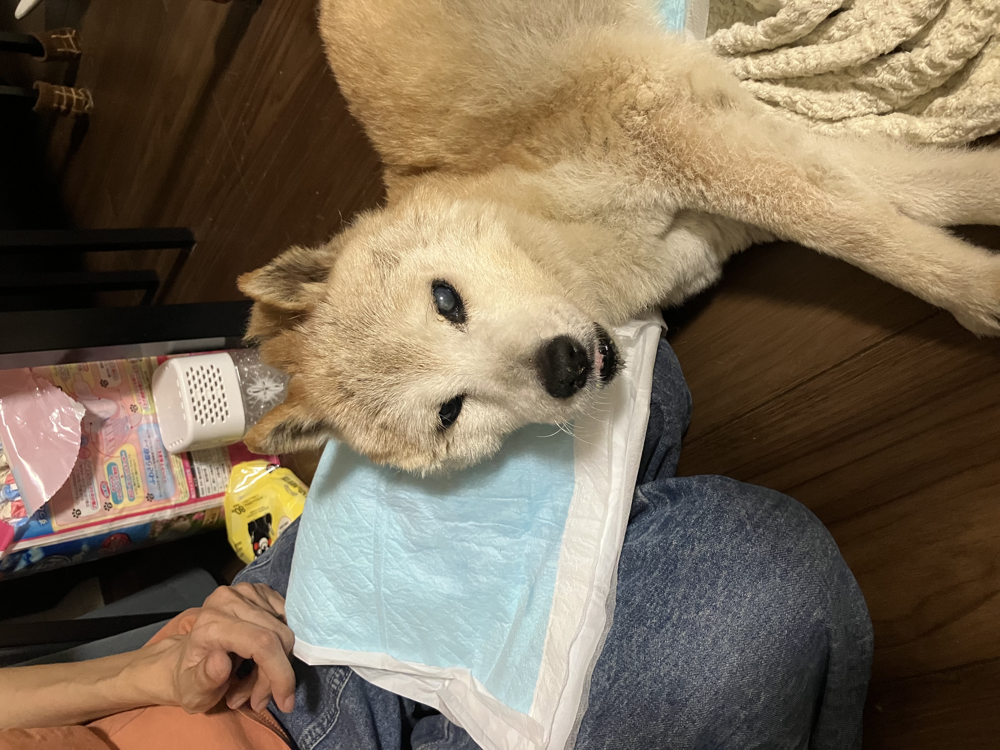 引越し