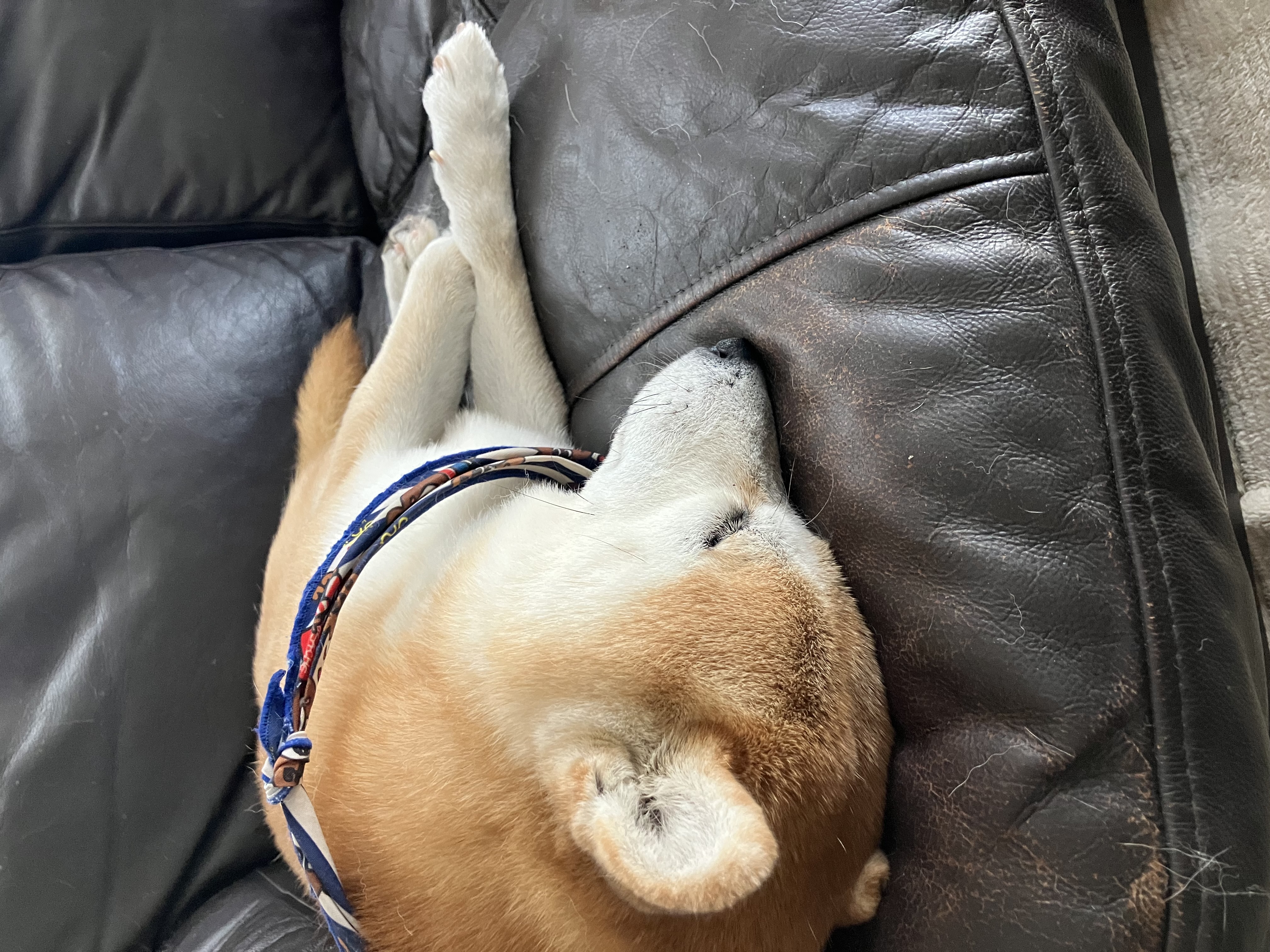 昼寝