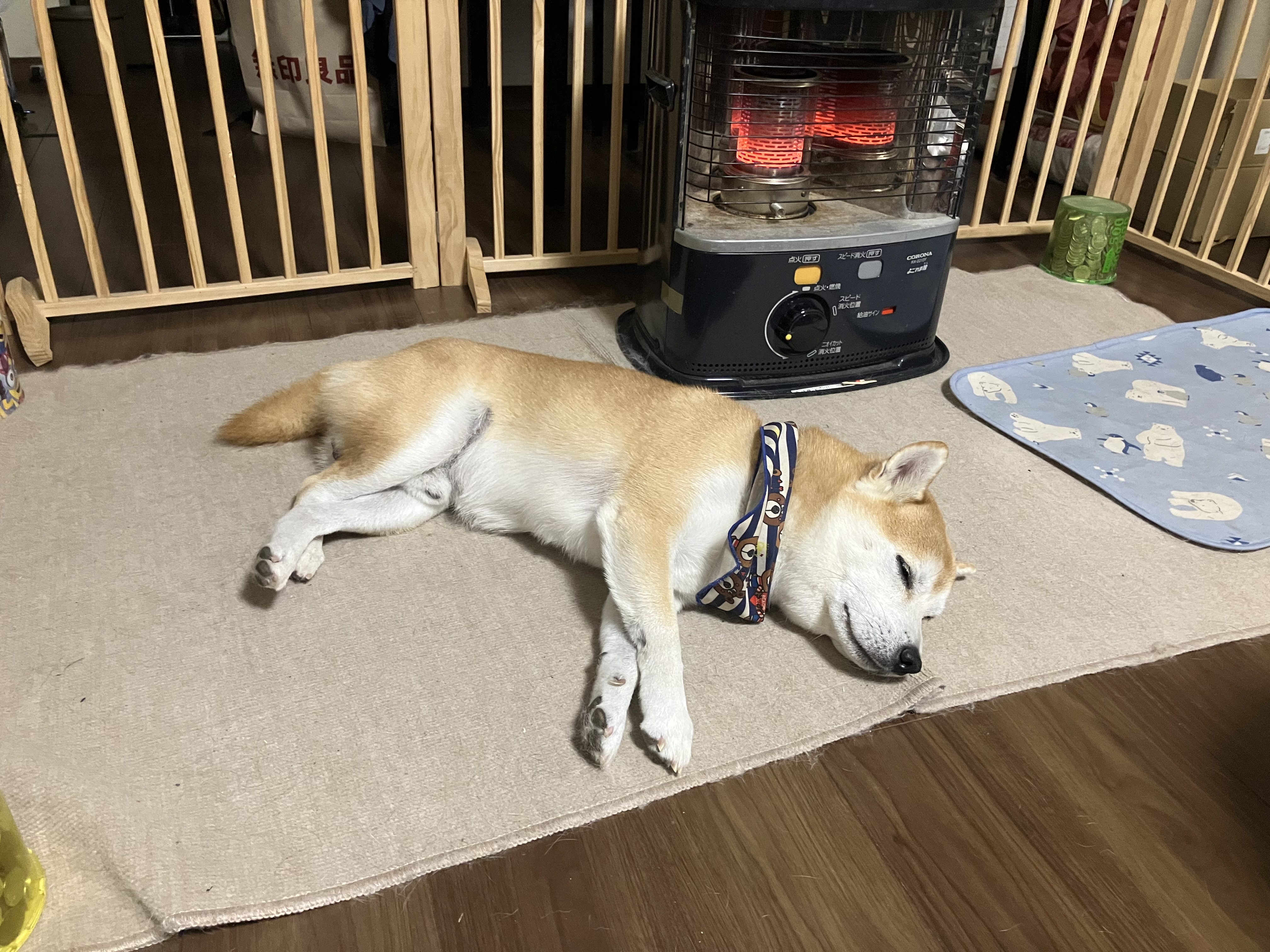 冬の車メンテナンスと癒しのワンコにほっこり体験🐶