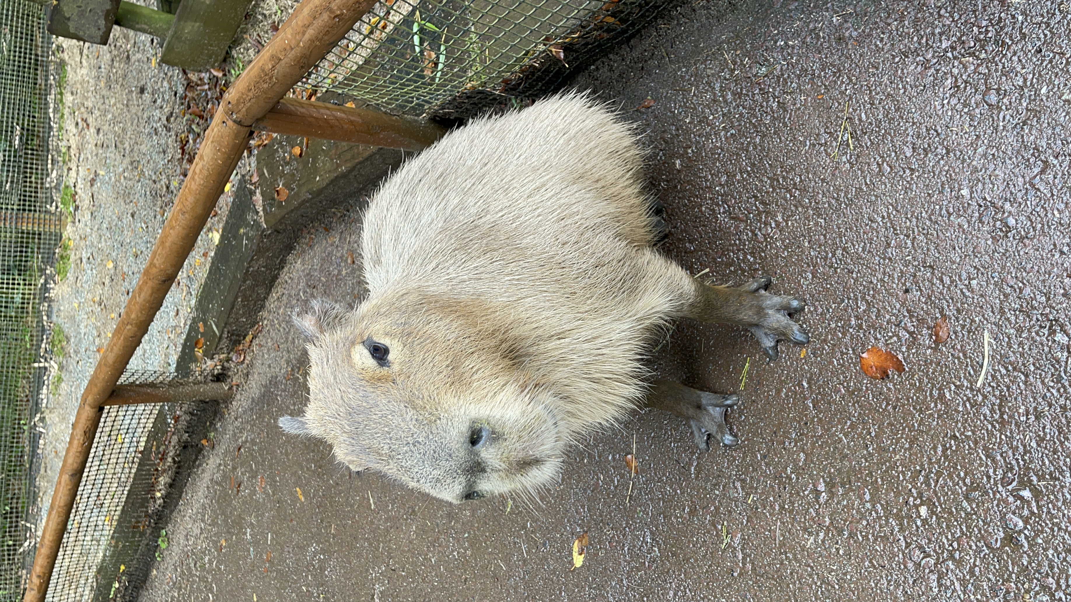 日本平動物園🐱