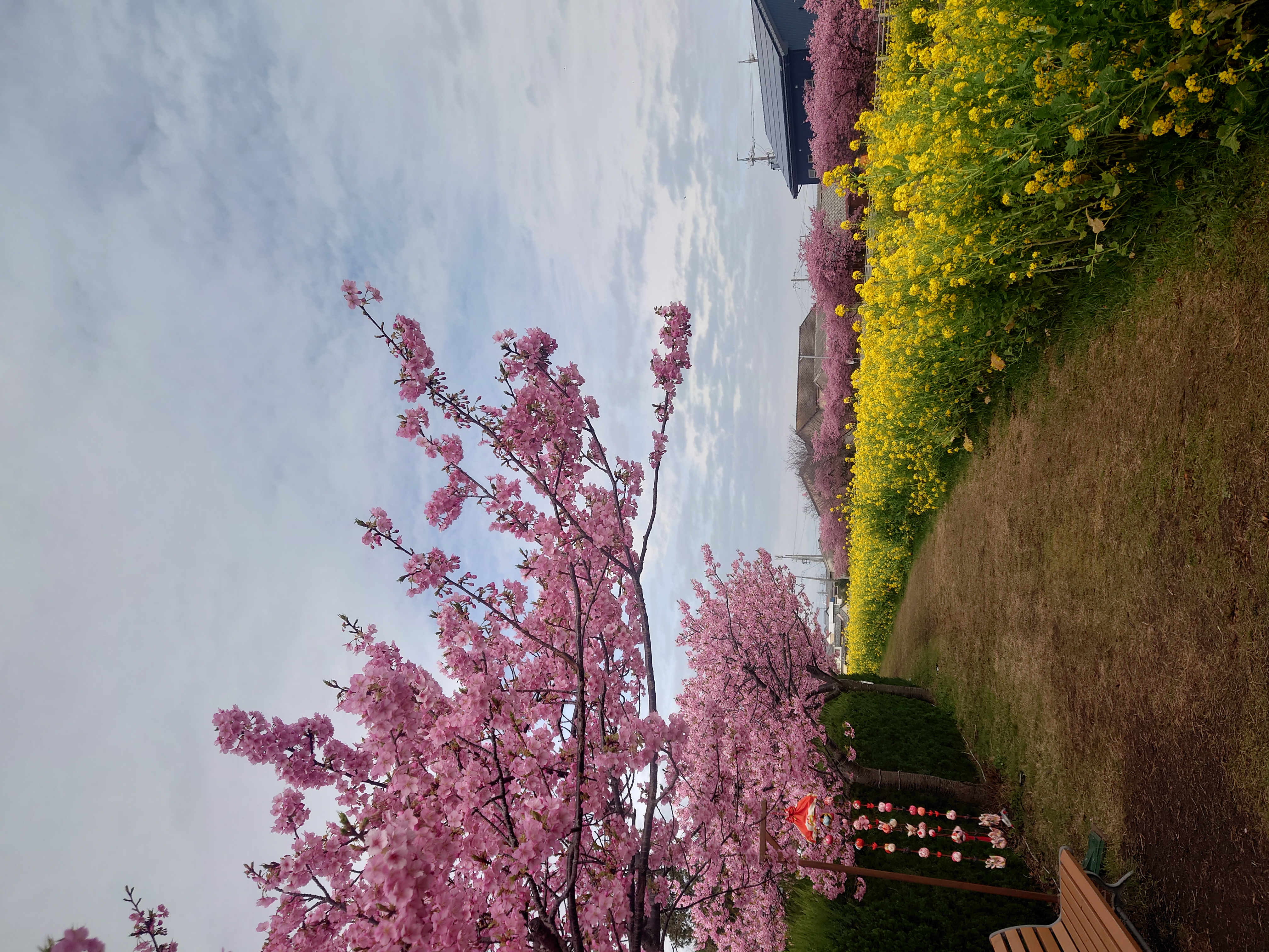 河津桜