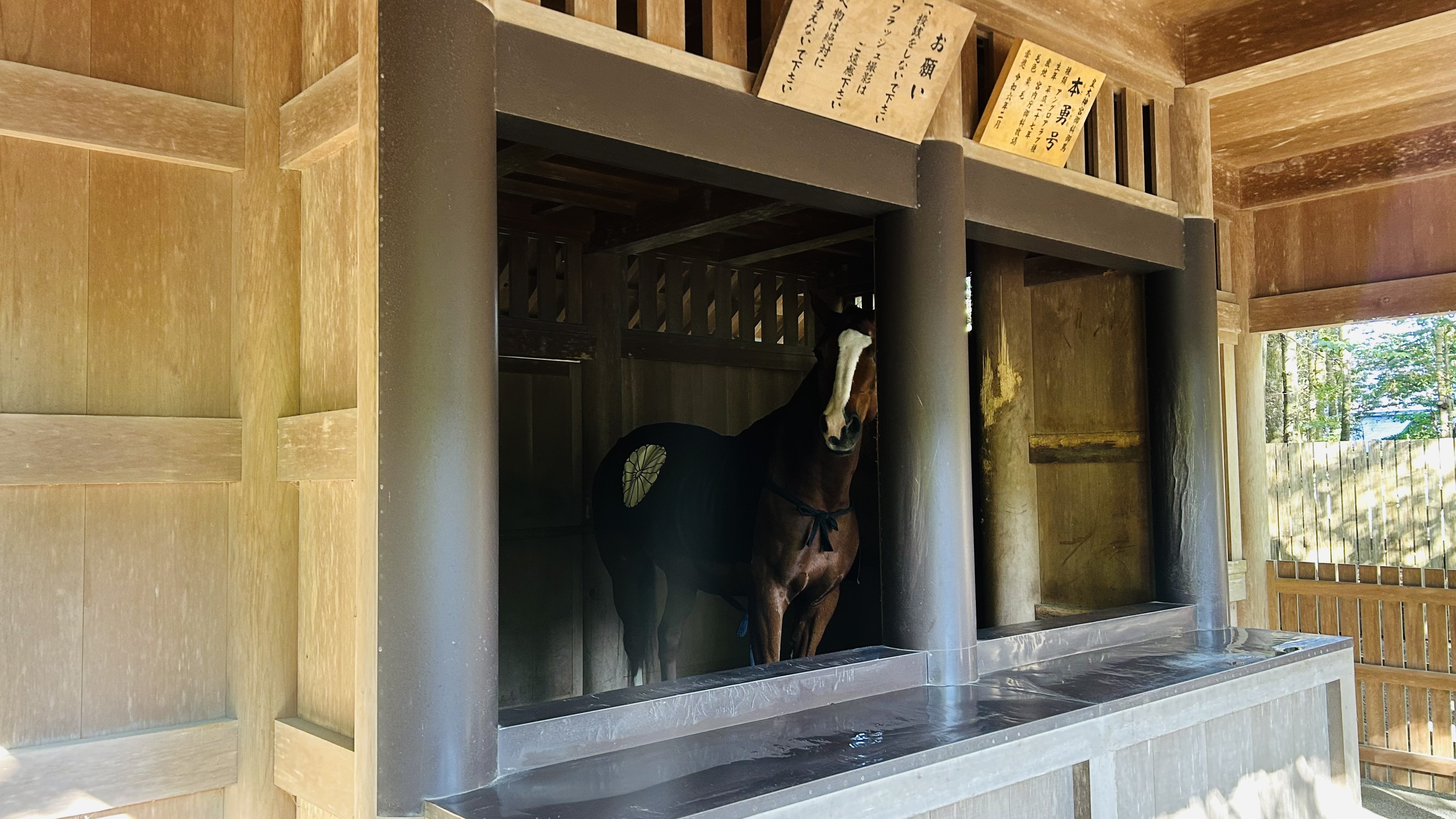 ちょっと遅めの初詣3