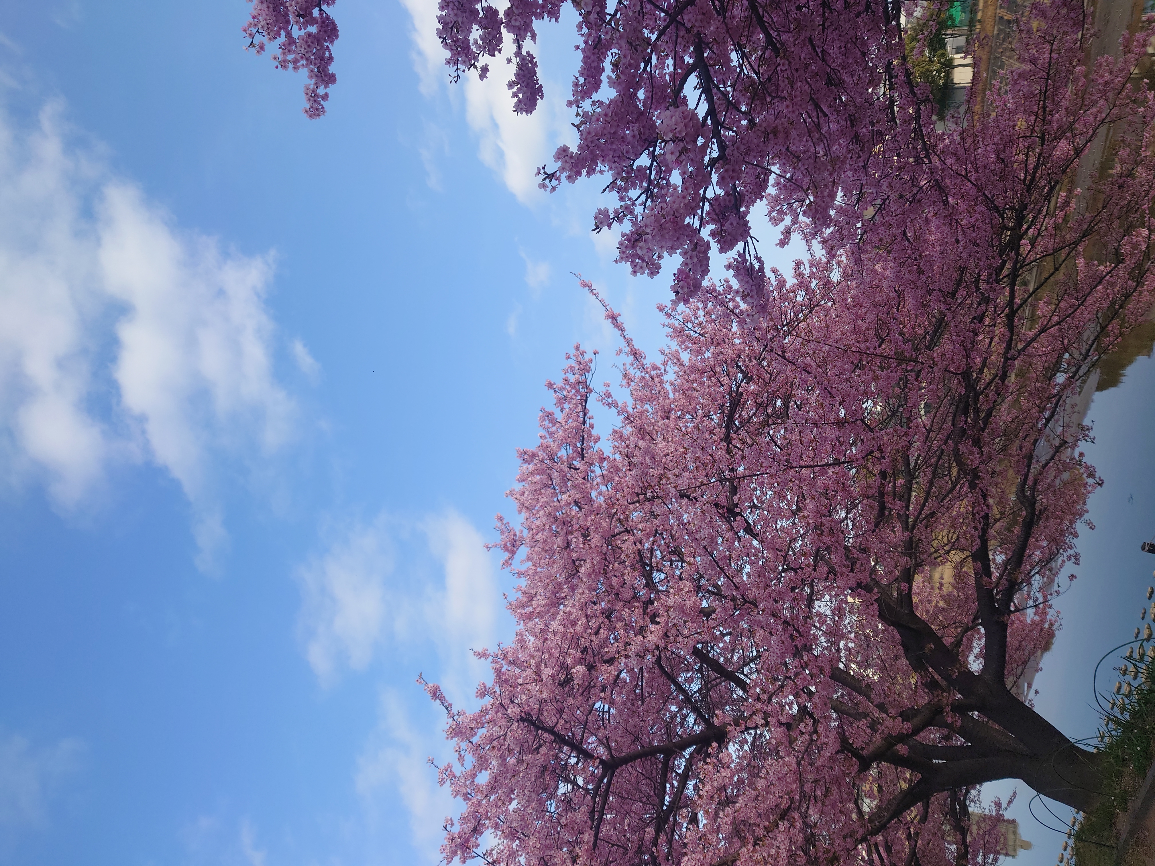 別の場の河津桜