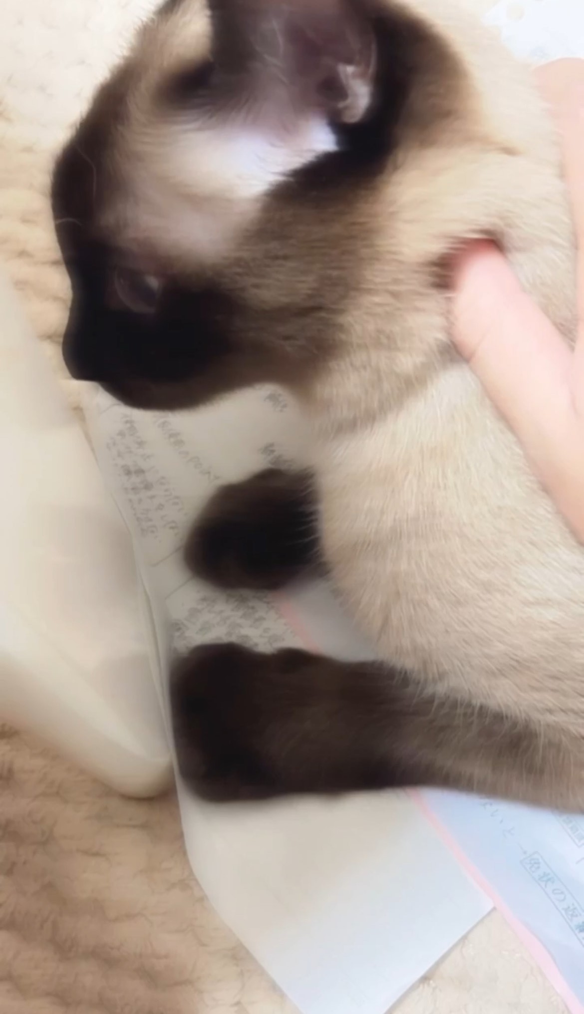 大ちゃん