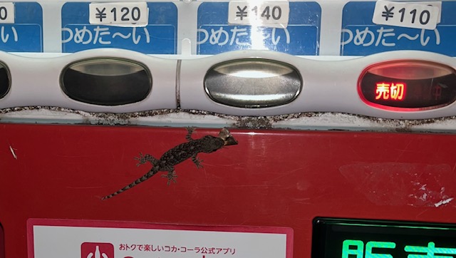 散歩中の出会い