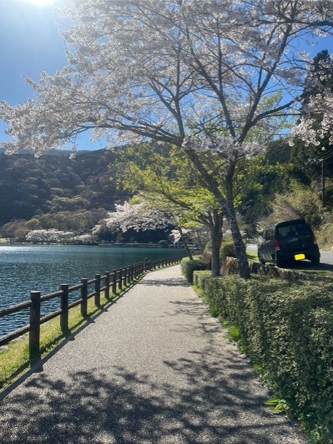 今年はもう見れない🌸