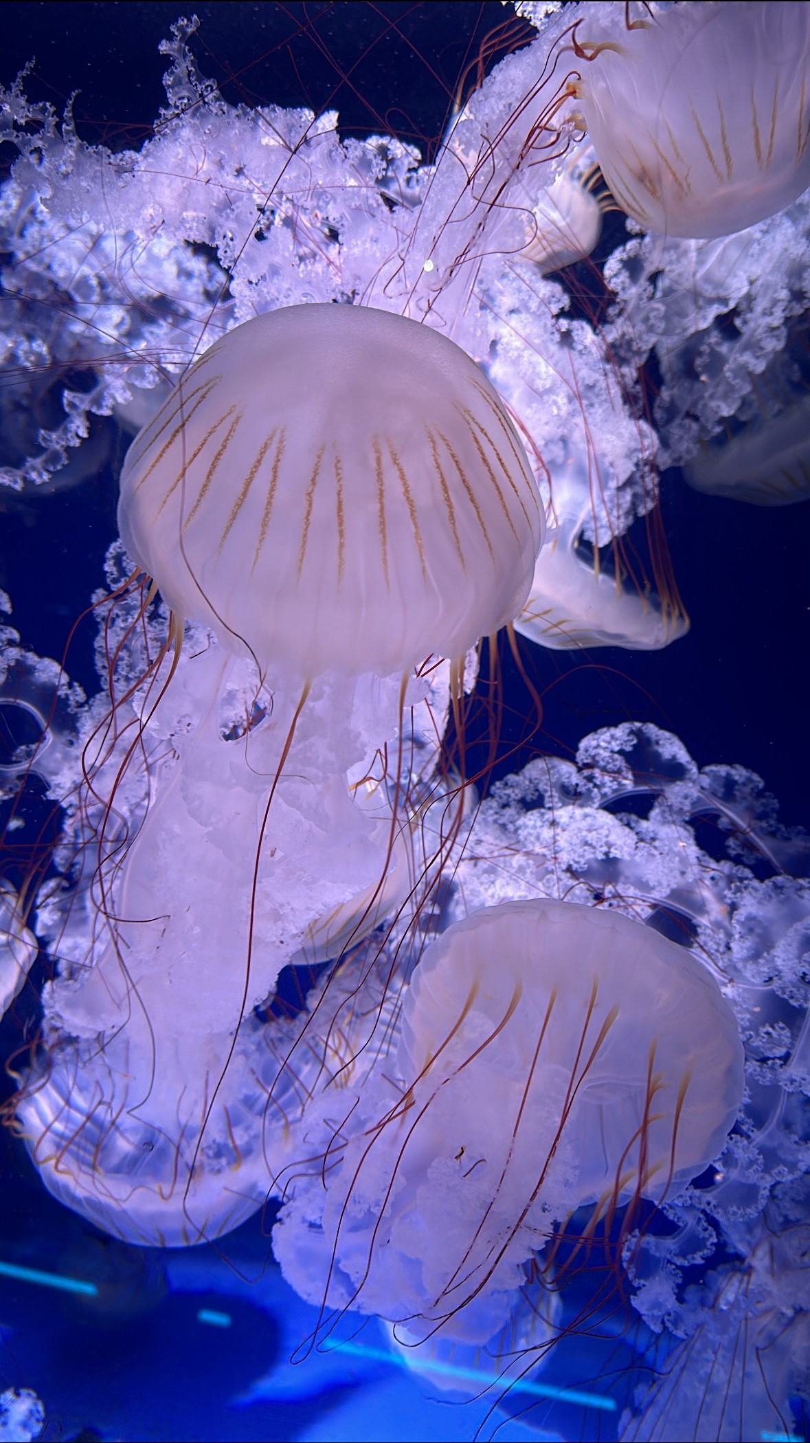 海にいるやつらは嫌い