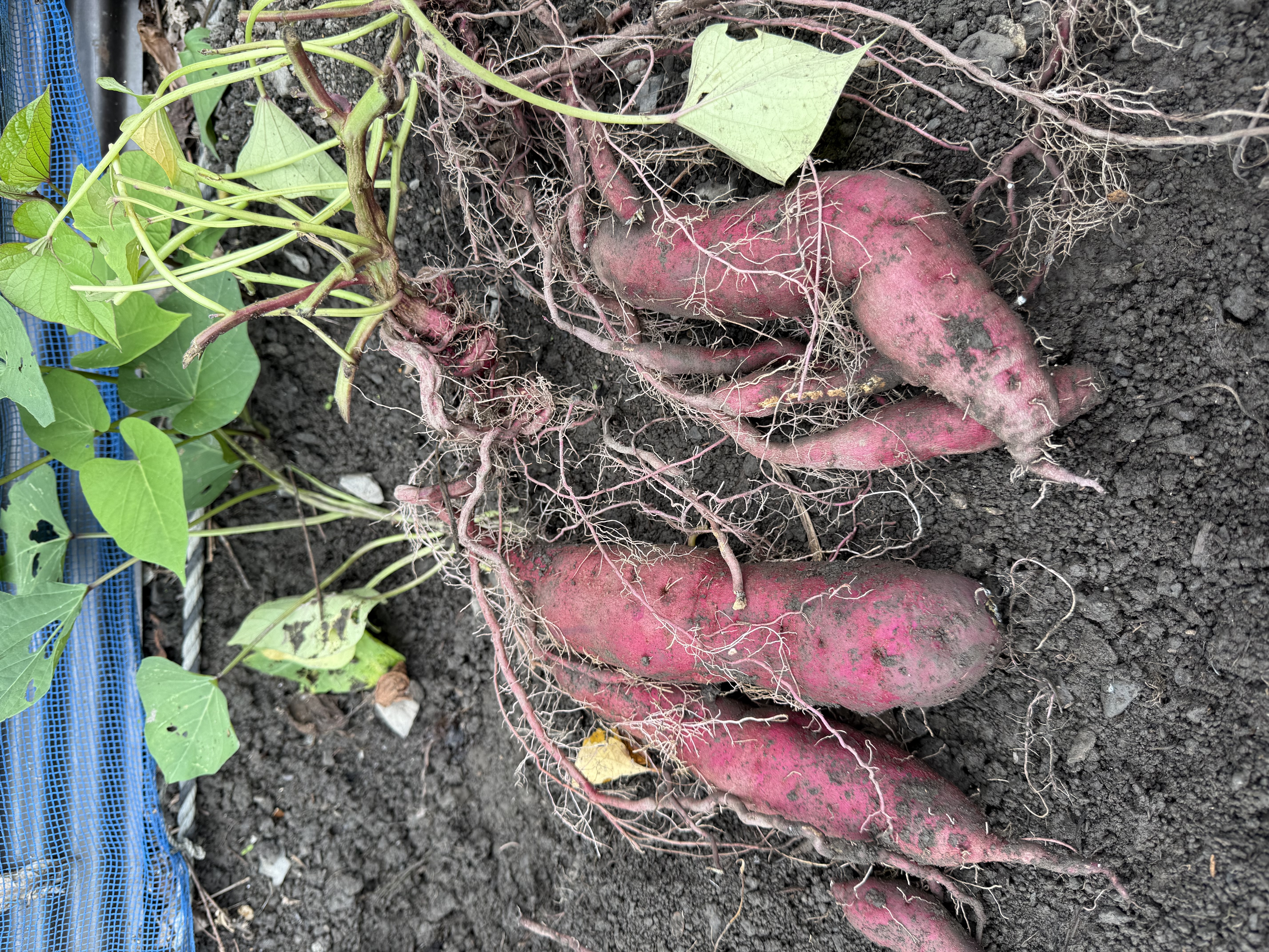 家族で🍠お芋掘り🍠