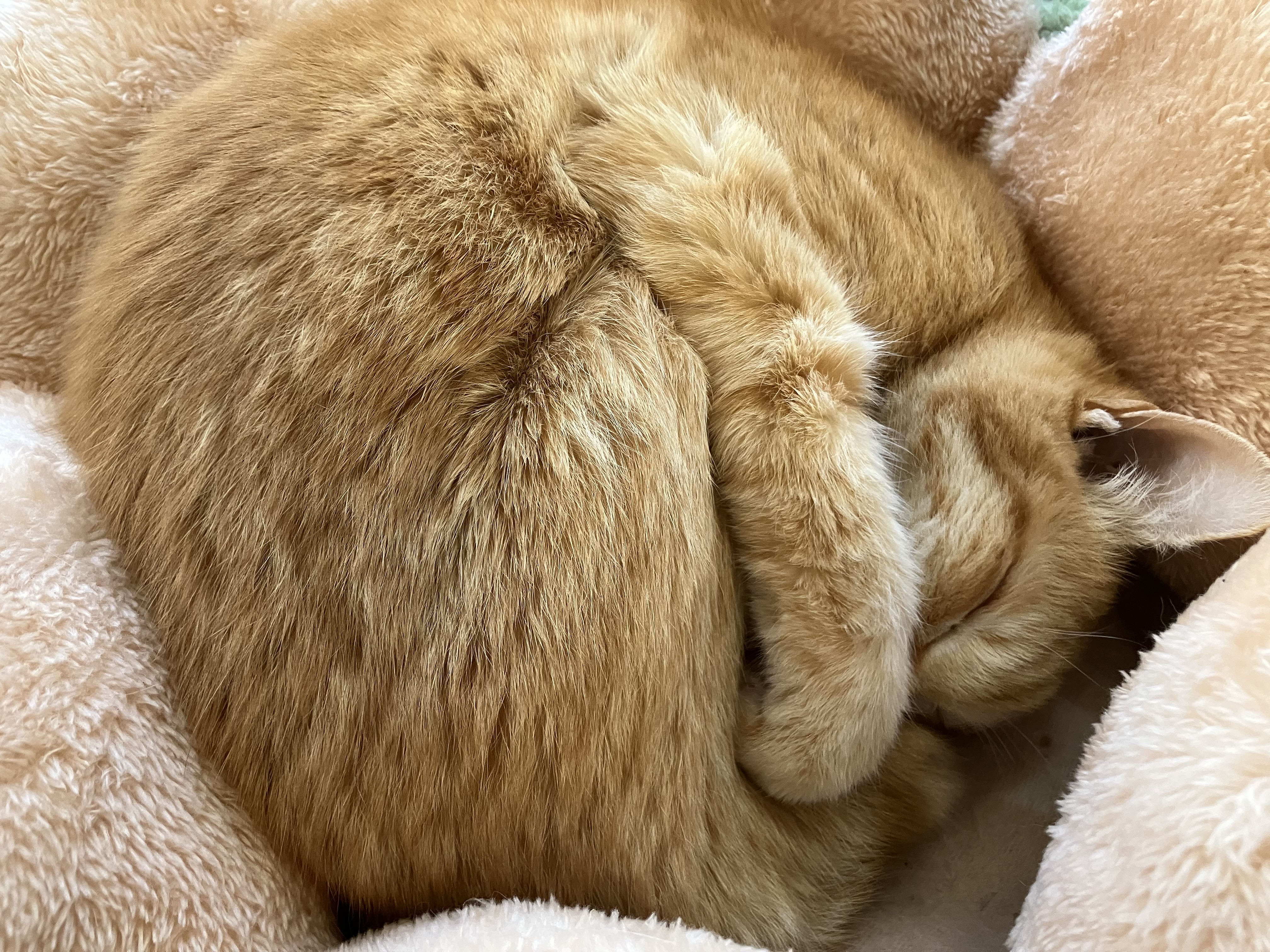 我が家のアンモニャイト