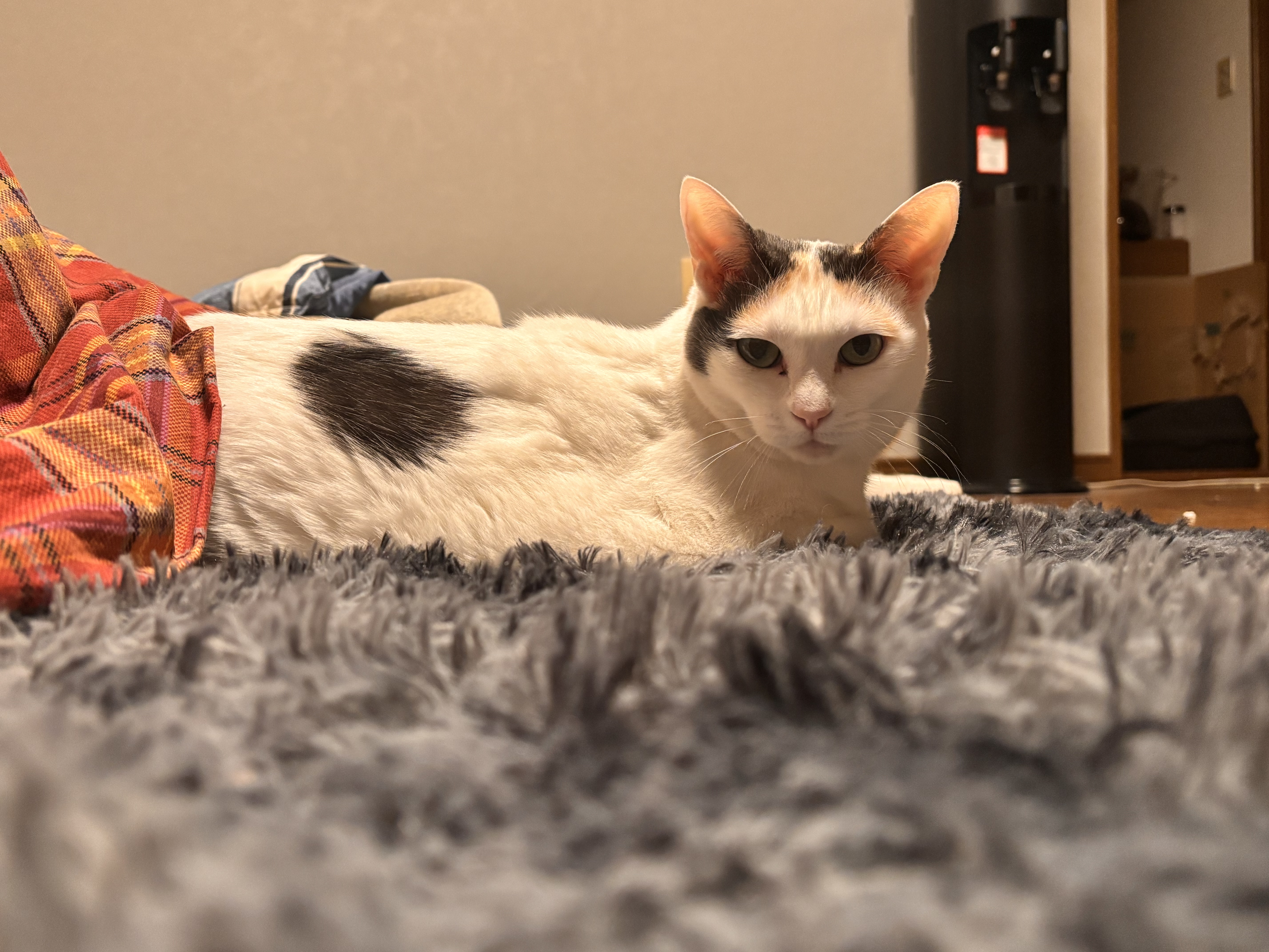 冬の安全運転に必須のタイヤ空気圧点検とお得なオイル交換情報