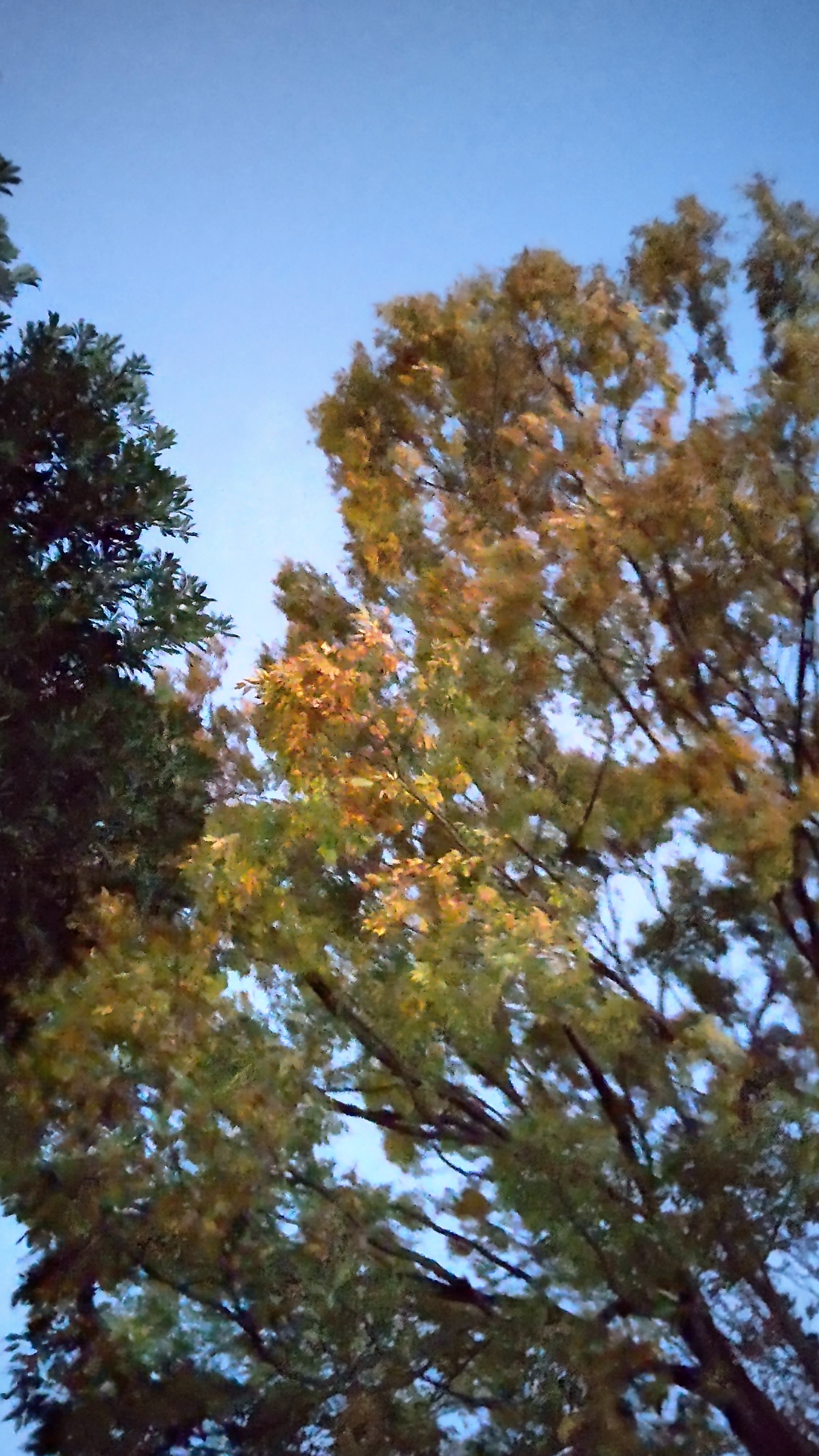 静岡で冬支度！車の点検と55％OFFオイル交換キャンペーン情報🚗