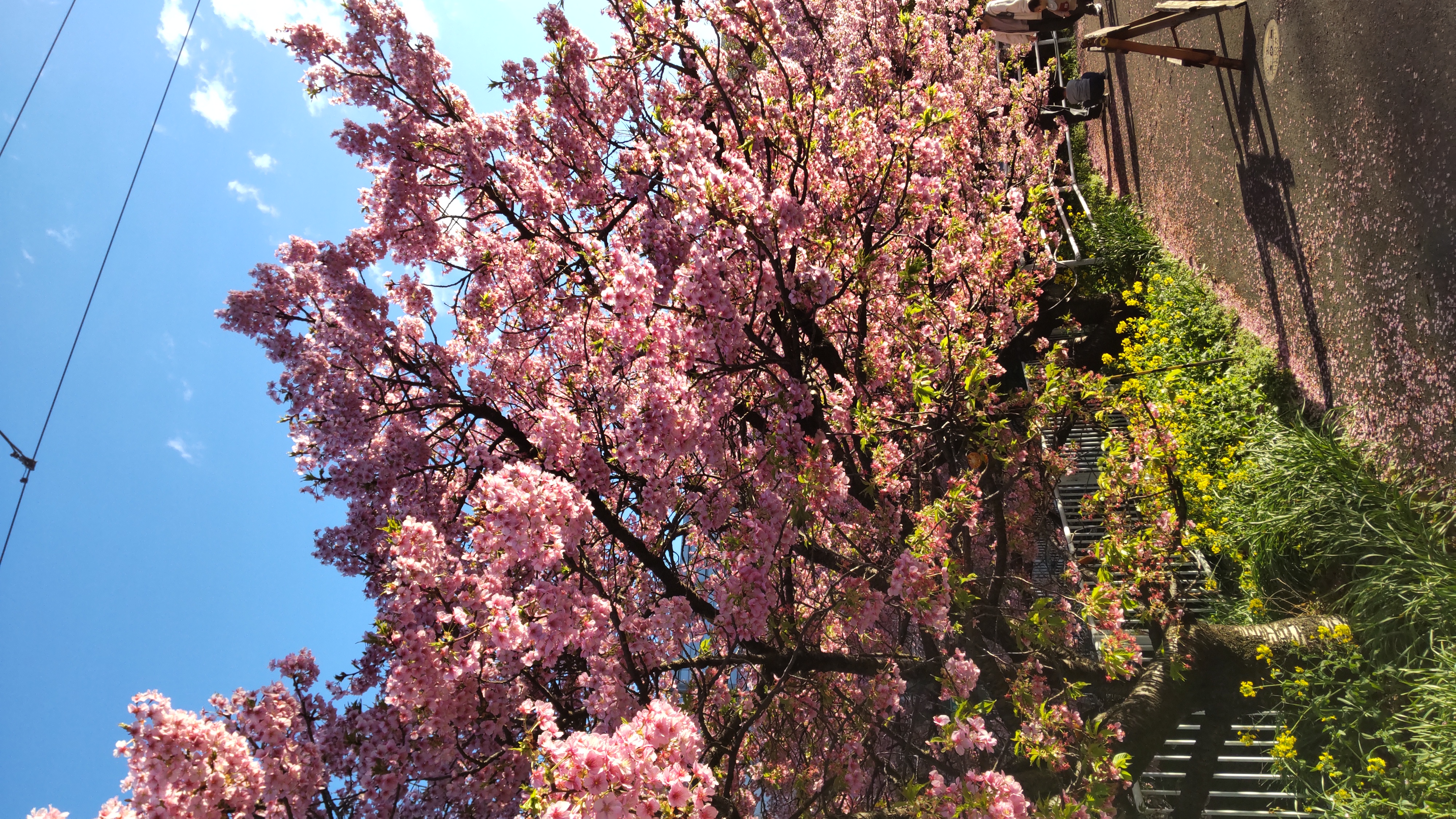 春の花粉対策におすすめ車コーティングと点検ポイント🚗✨