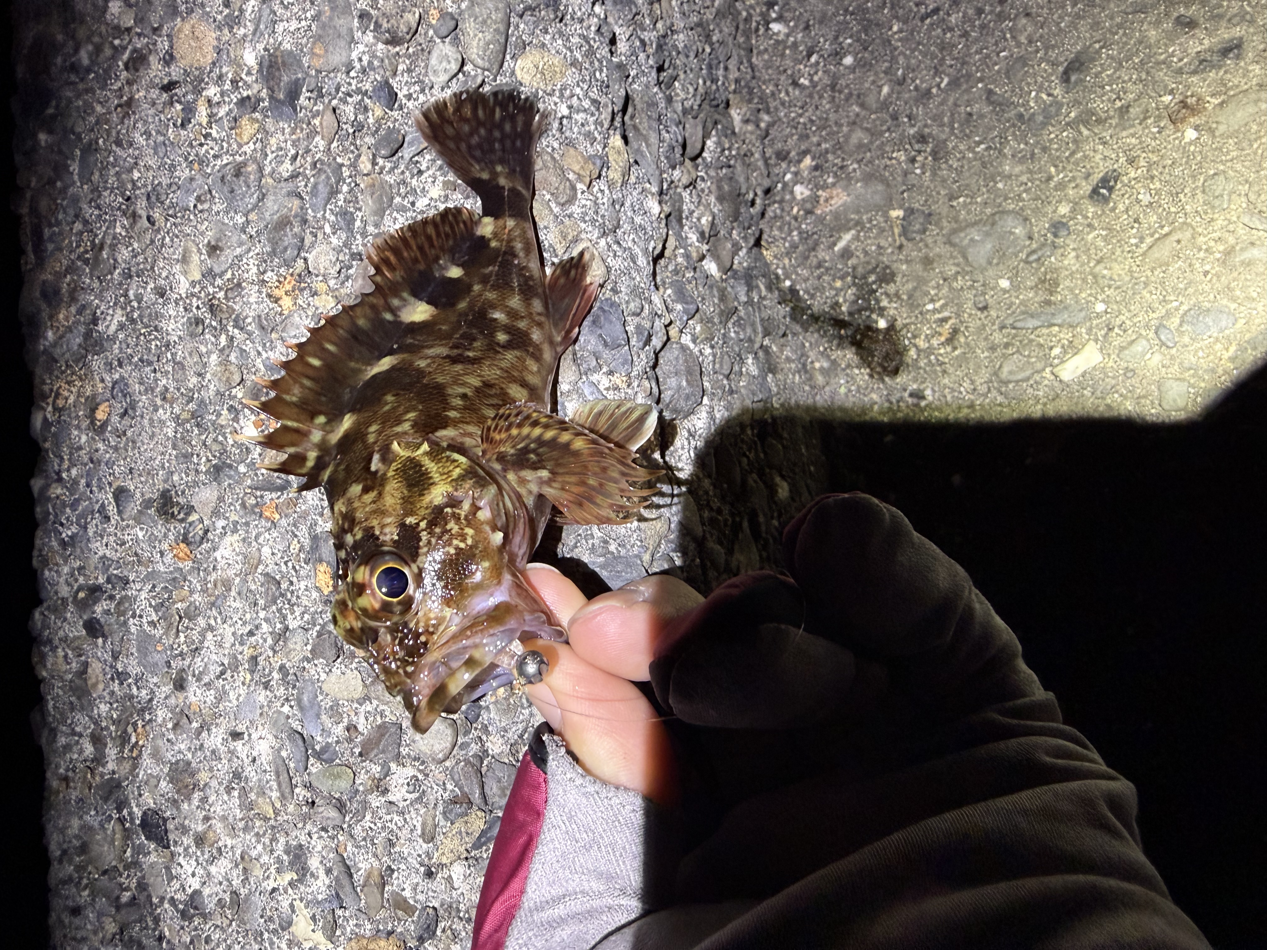 釣り日記‪🎣‬