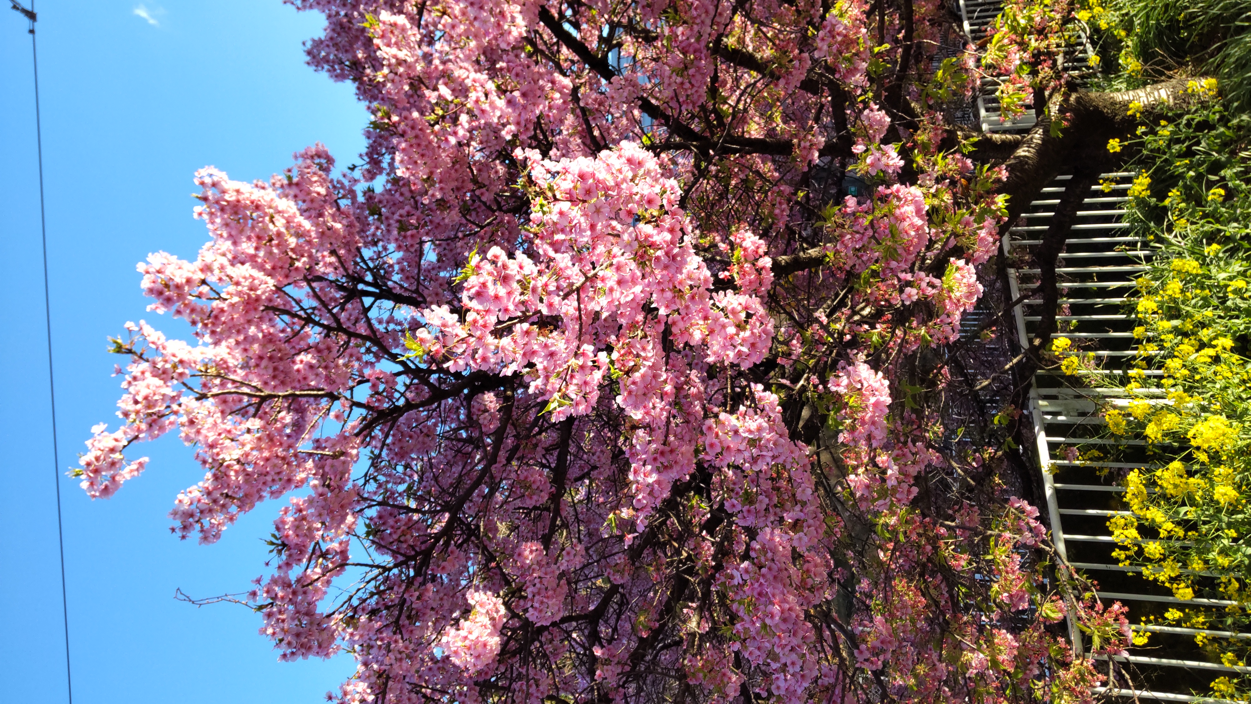 春のドライブ前にチェックしたい車のメンテナンスポイント🌸安全快適にお出かけしよう