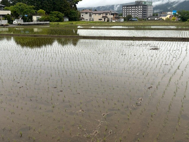 田植え