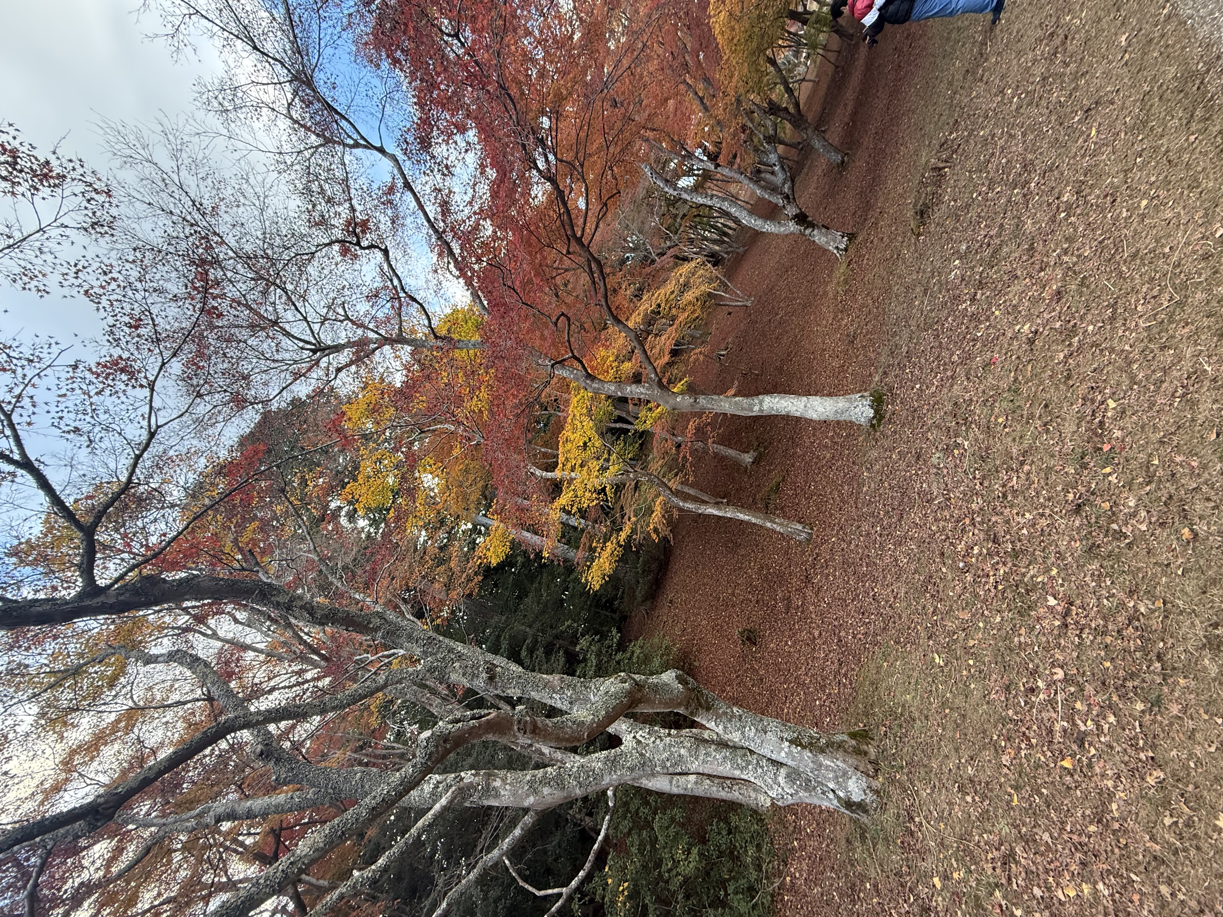 冬のタイヤ交換キャンペーン実施中！御殿場ルート246で安心ドライブ🚗