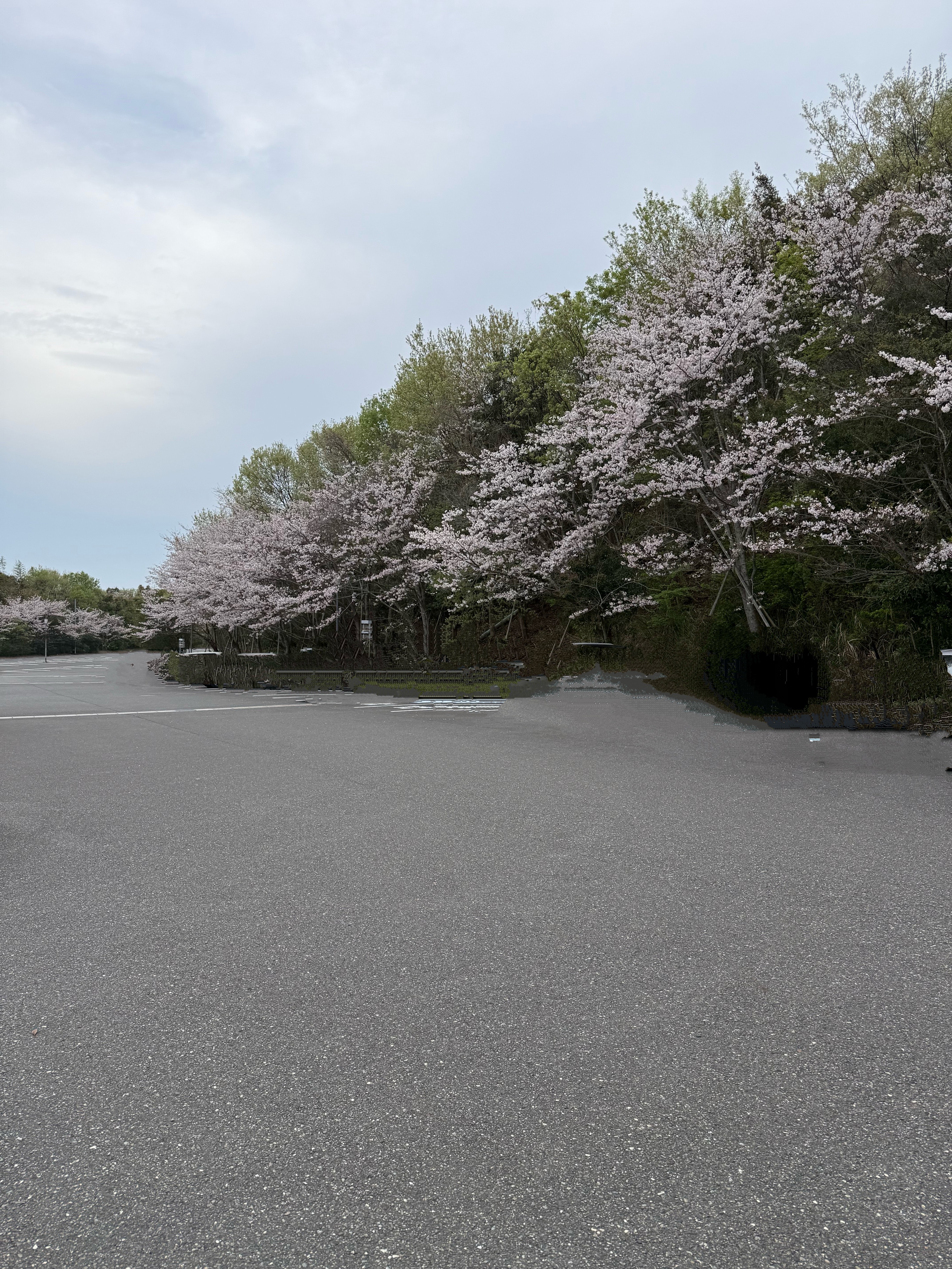 春のドライブ準備におすすめタイヤ脱着とオイル交換半額キャンペーン🚗