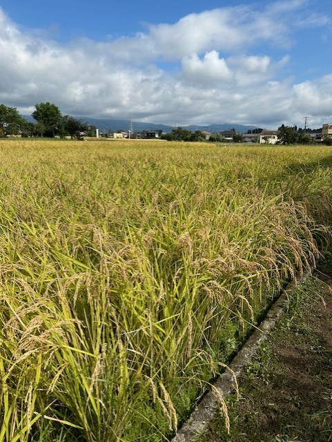 静岡ルート246御殿場下りTSで安心の車検と無料点検キャンペーン🚗