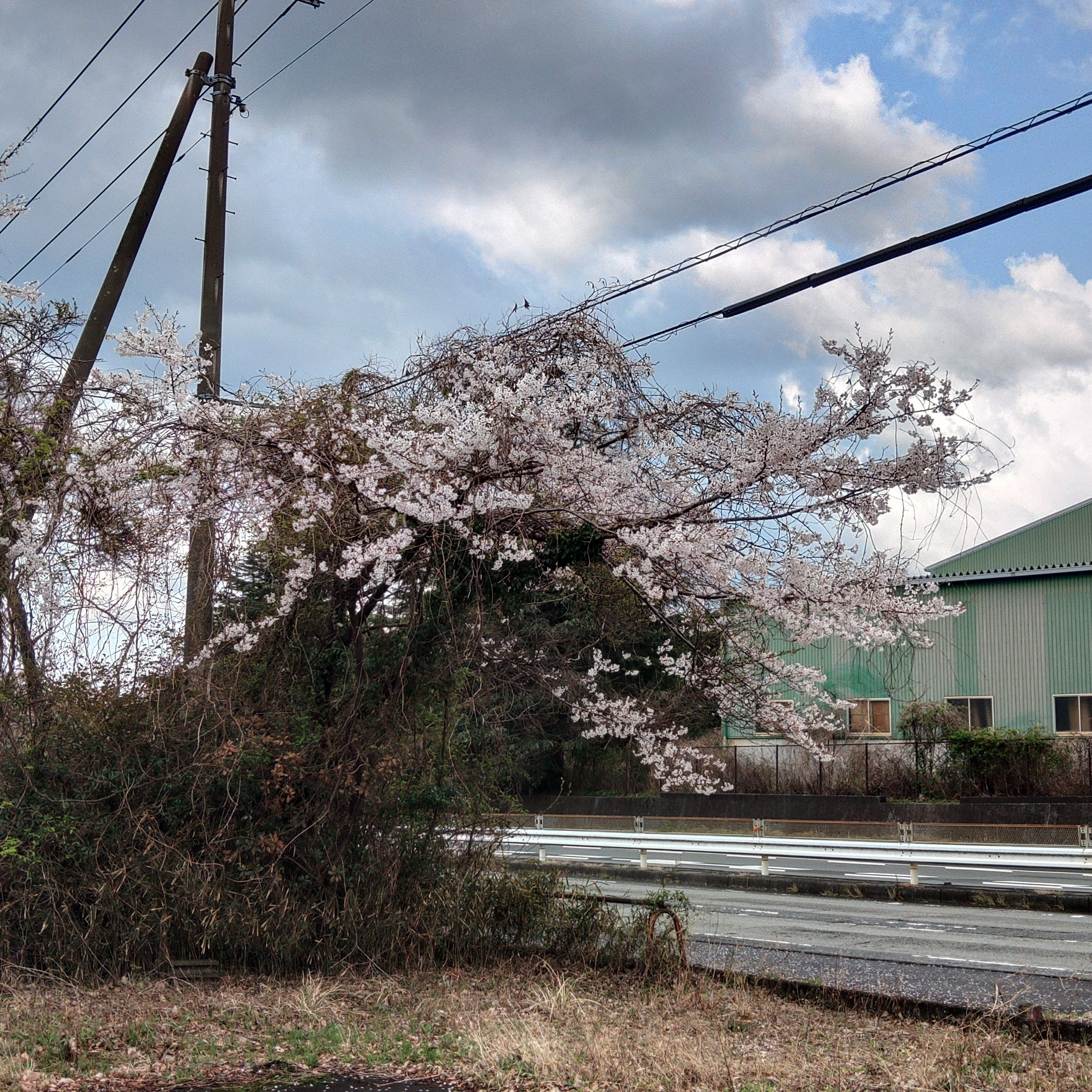 春のドライブ前にチェックしたいタイヤとオイル交換のポイント🚗