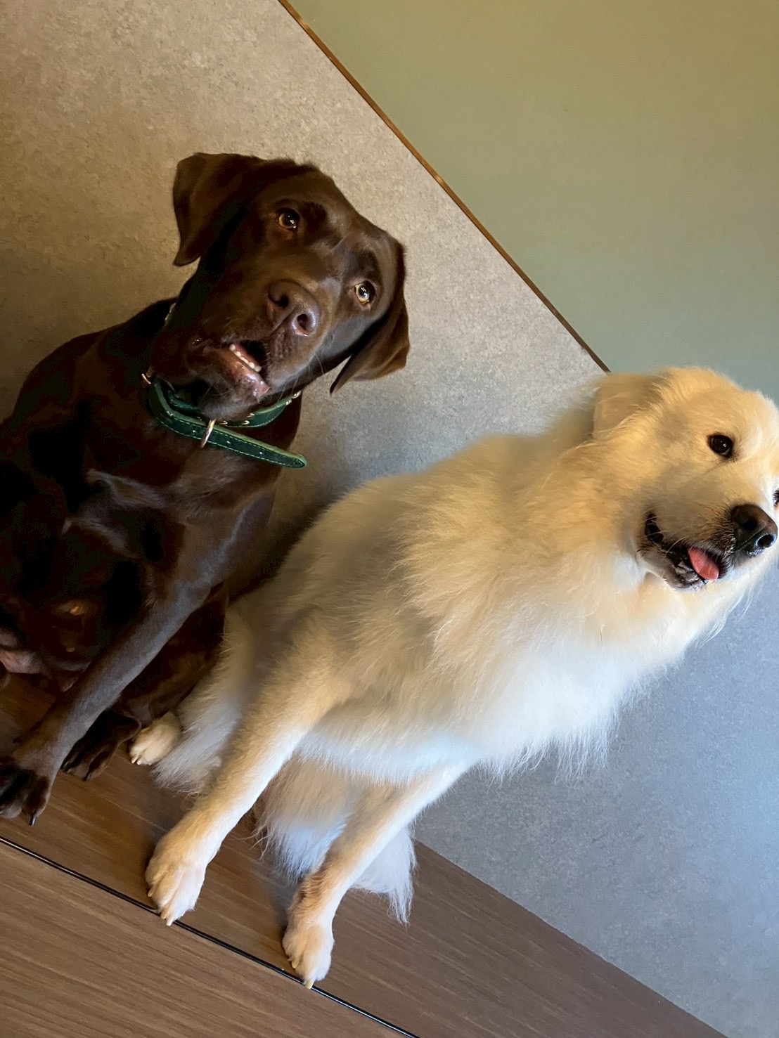 冬に備えるタイヤ交換とお得な早期予約キャンペーン情報🚗✨