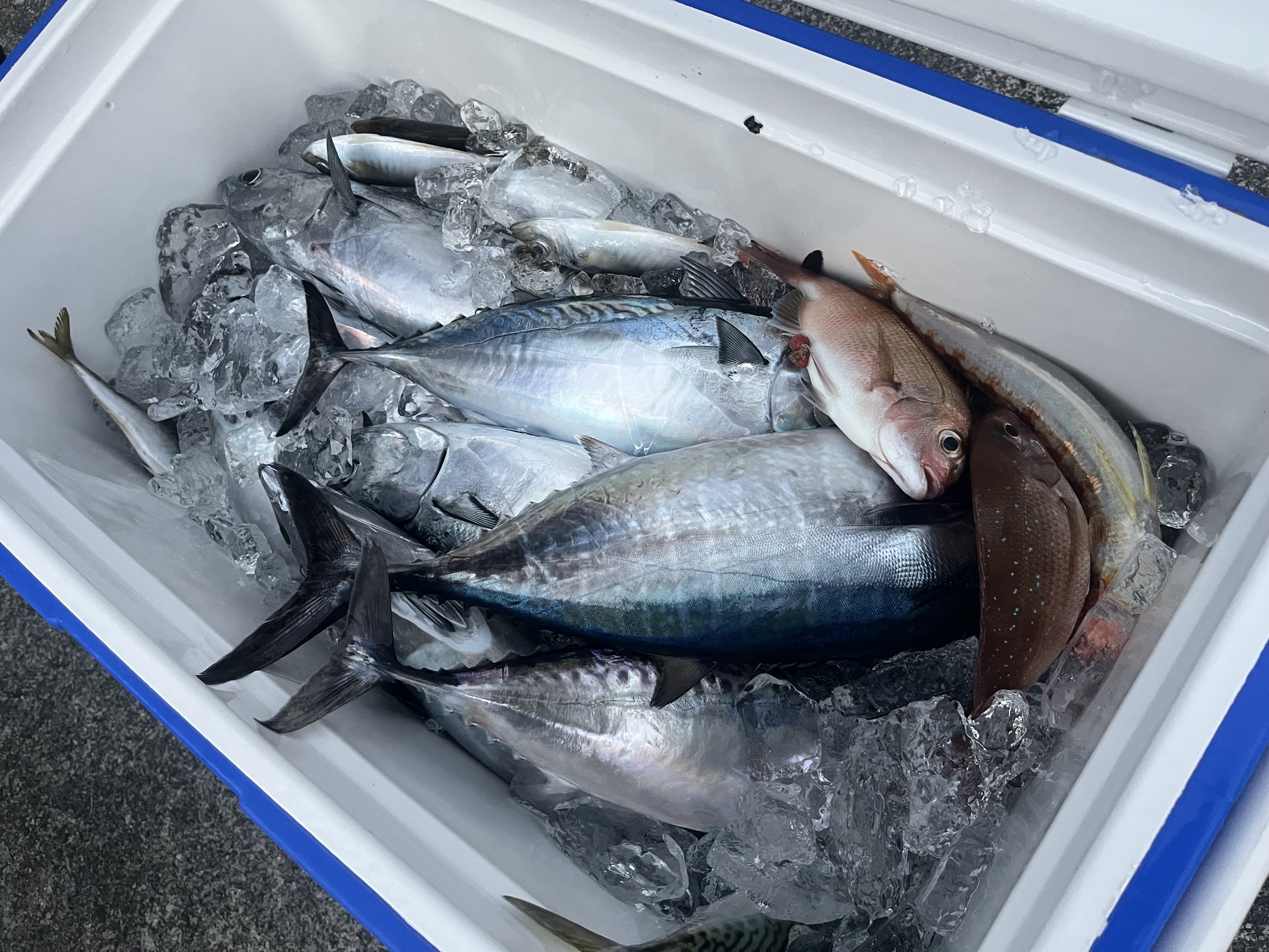 爆釣🐟
