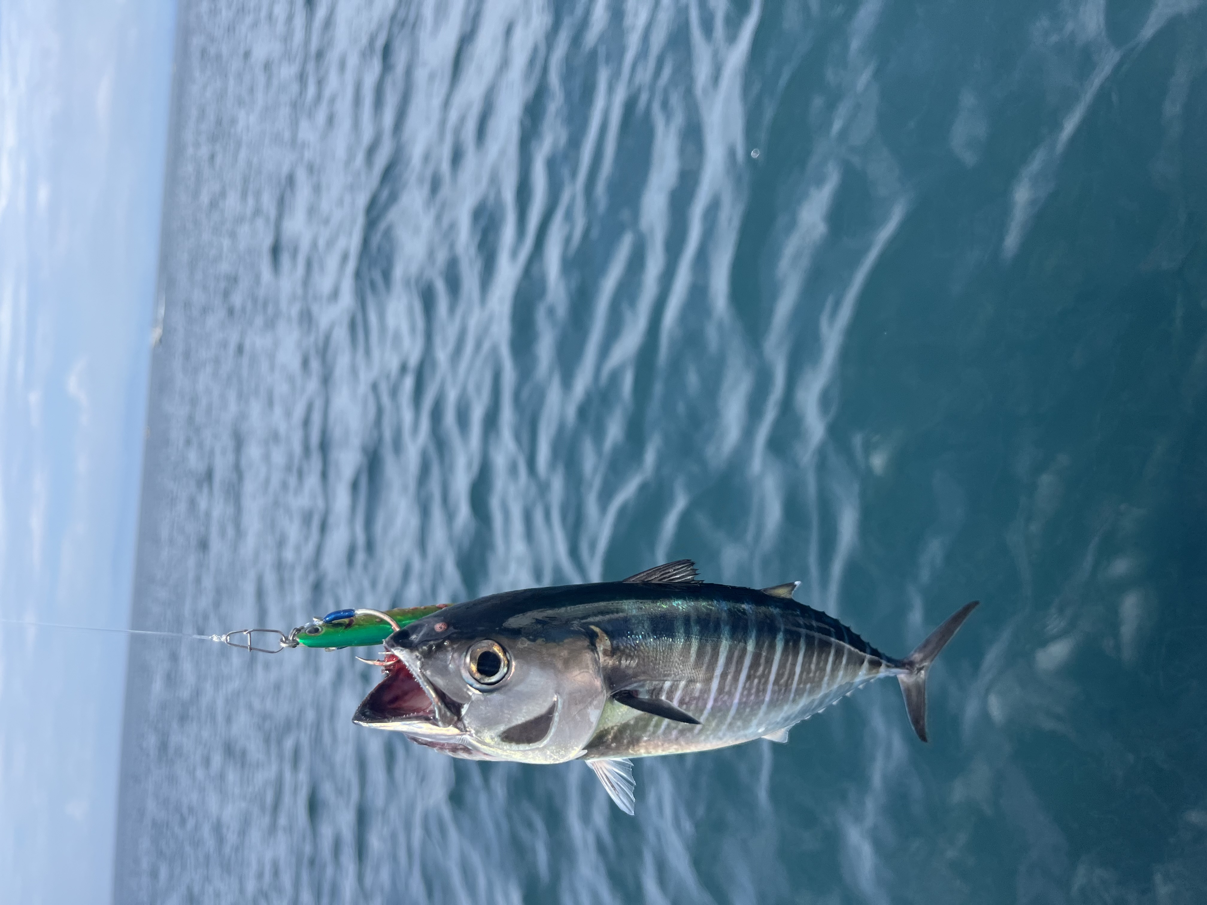 船釣り🚤🫧