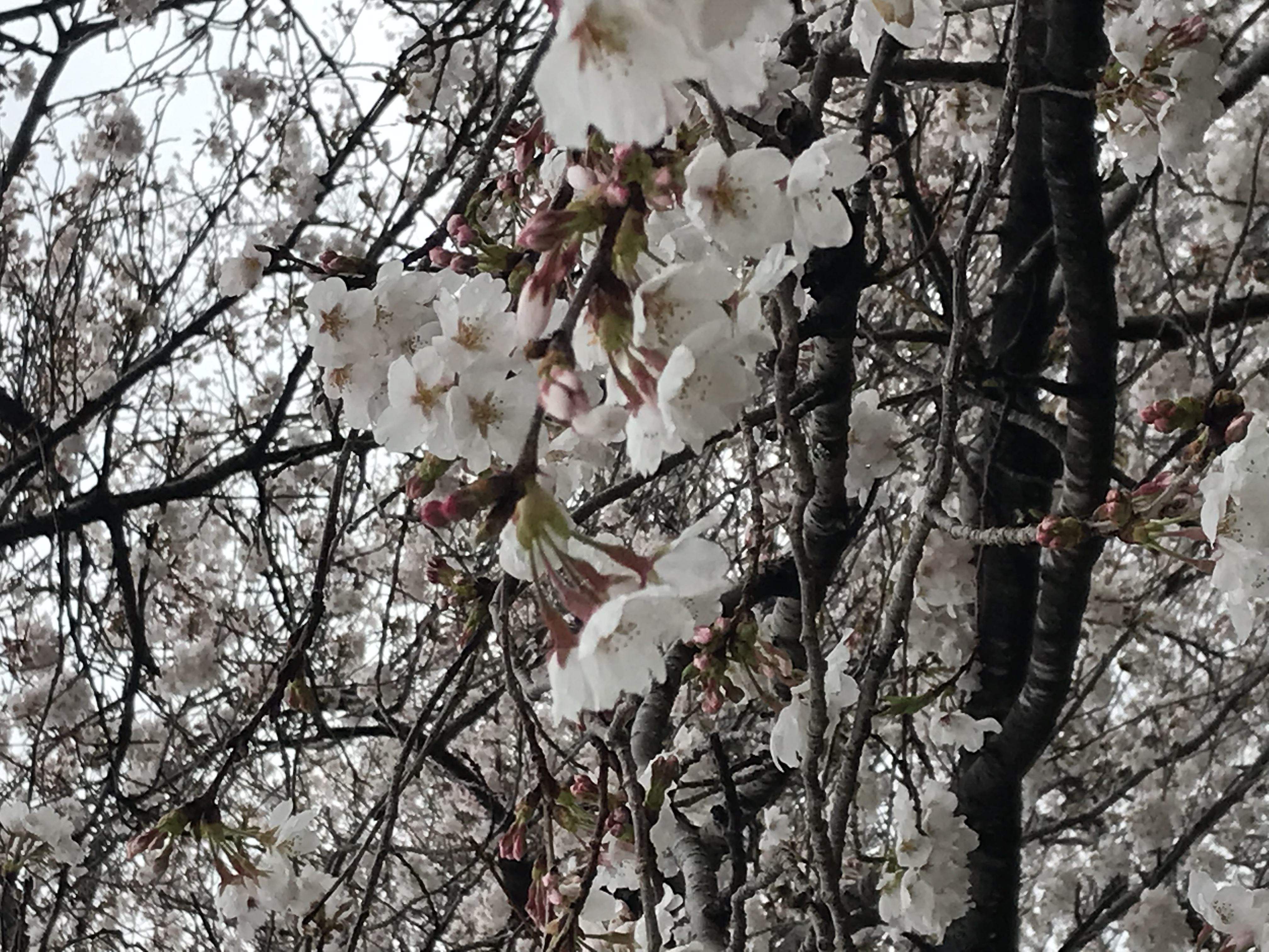 最近