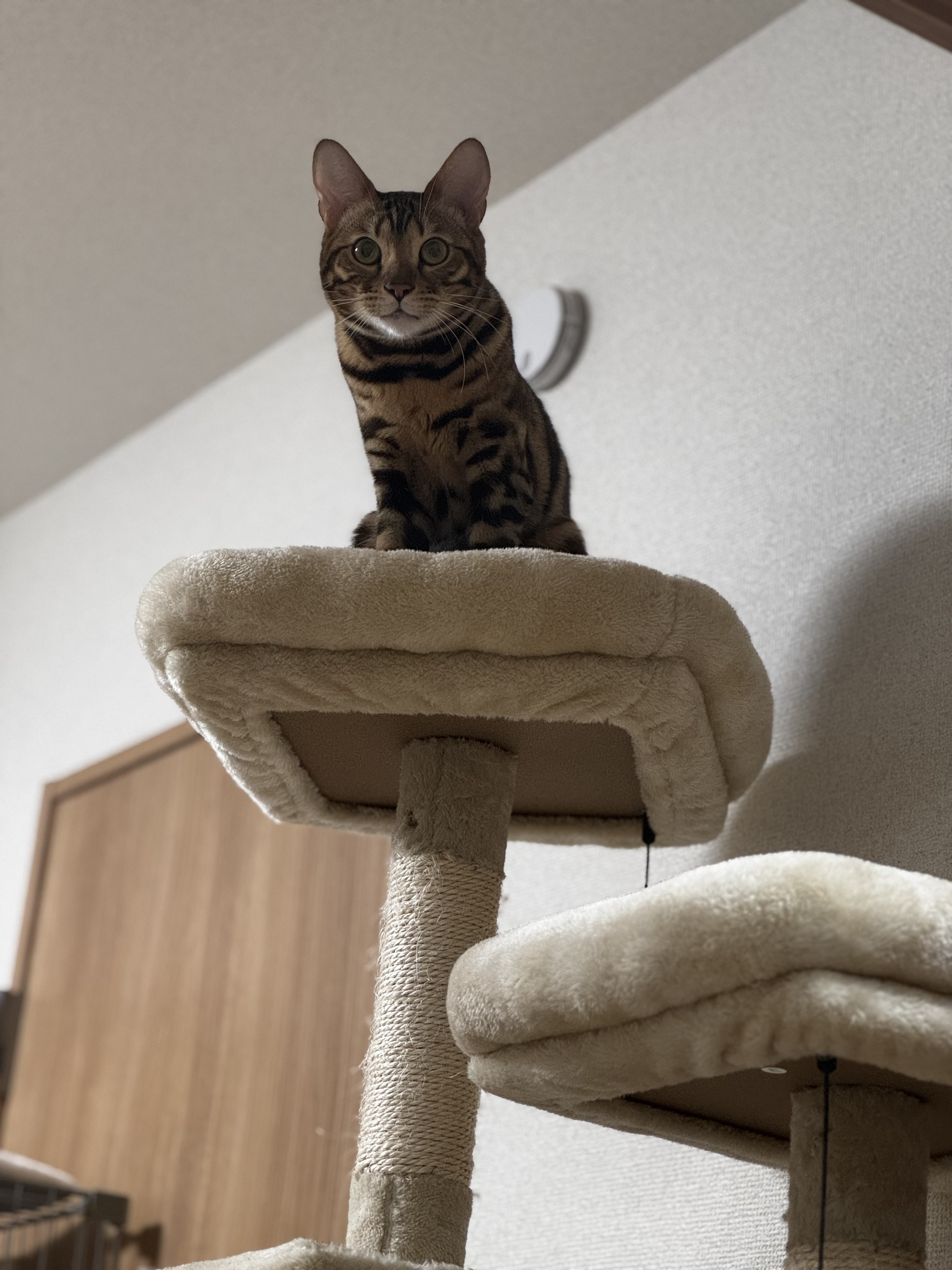 ライオンキング？🐈