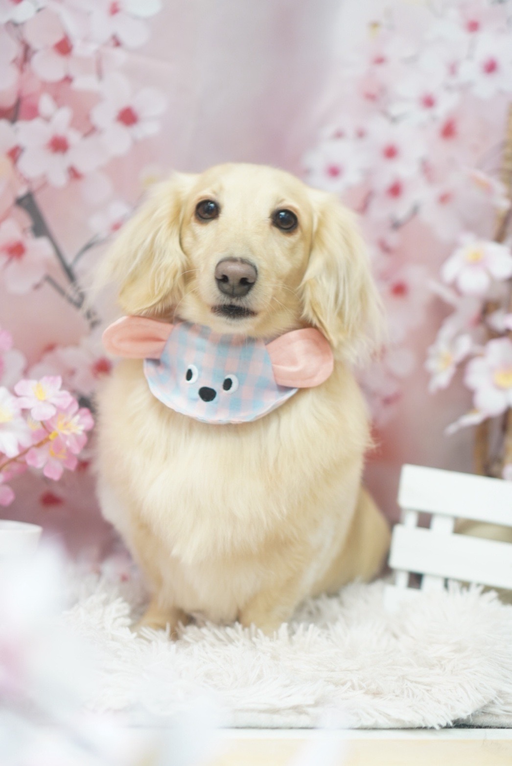 春の手洗い洗車で愛車ピカピカにタイヤもお得に交換キャンペーン開催中🚗