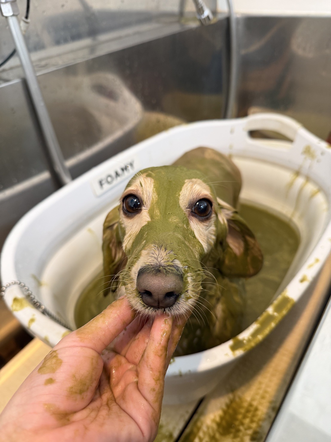愛犬のパック姿🐶