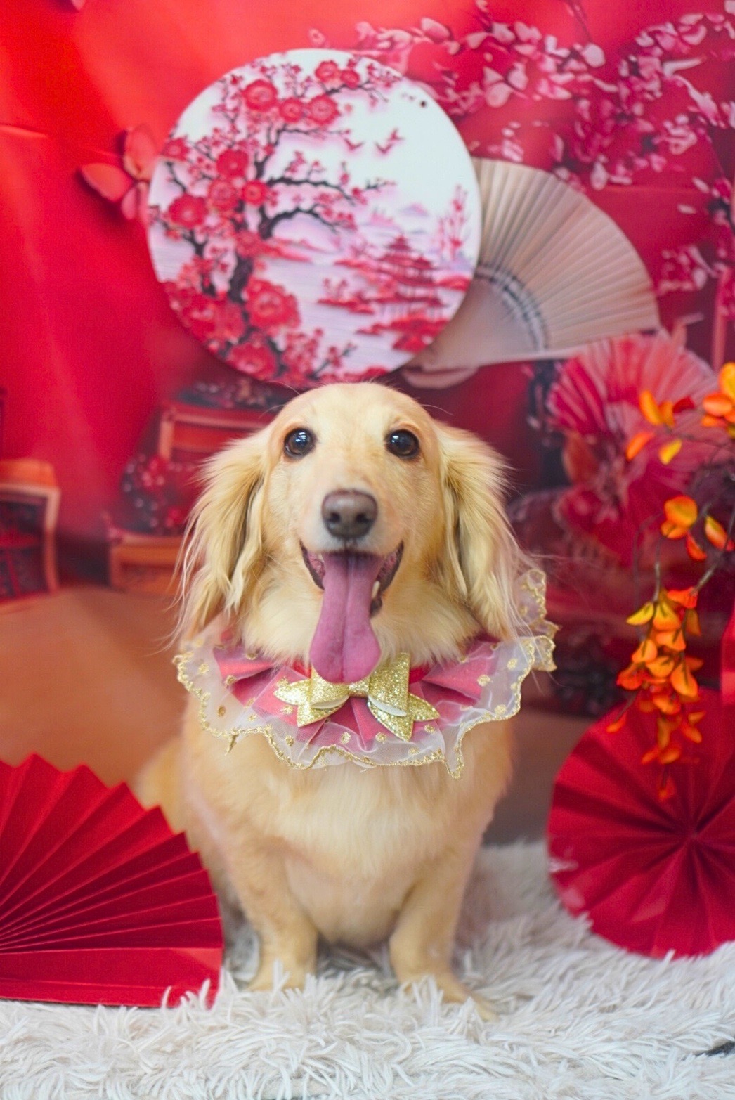 愛犬ナナ🐶のトリミング🎵