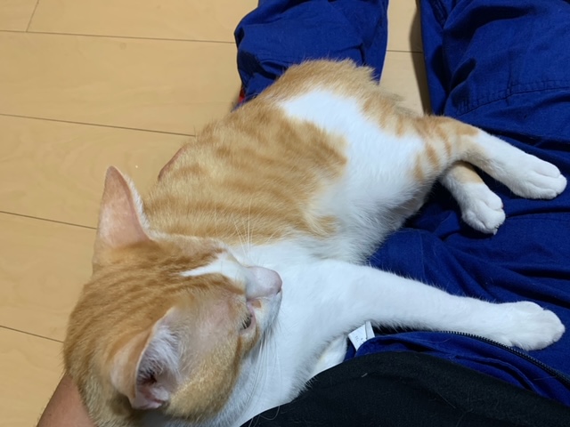 猫好き必見 夏の車メンテと癒しの猫ちゃん紹介