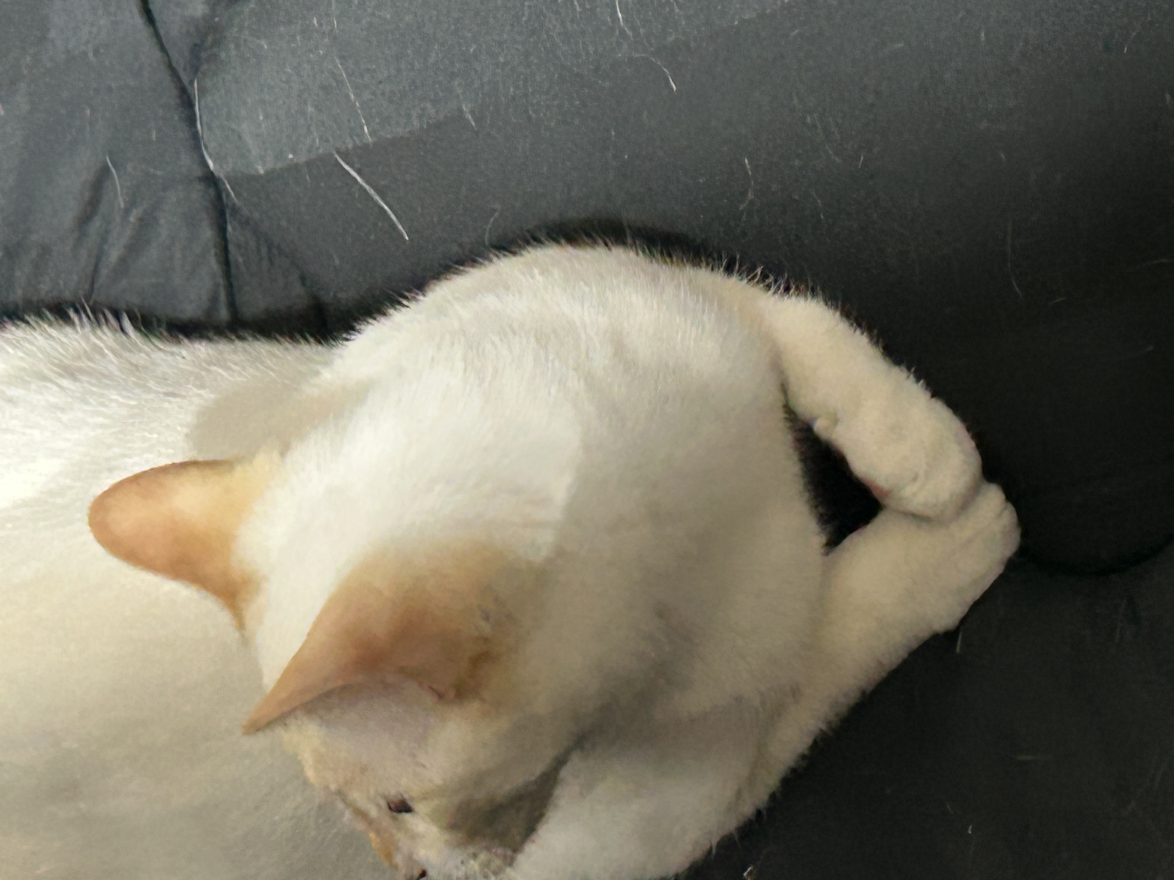 冬の安全運転に必須スタッドレスタイヤ交換と点検のポイント❄️