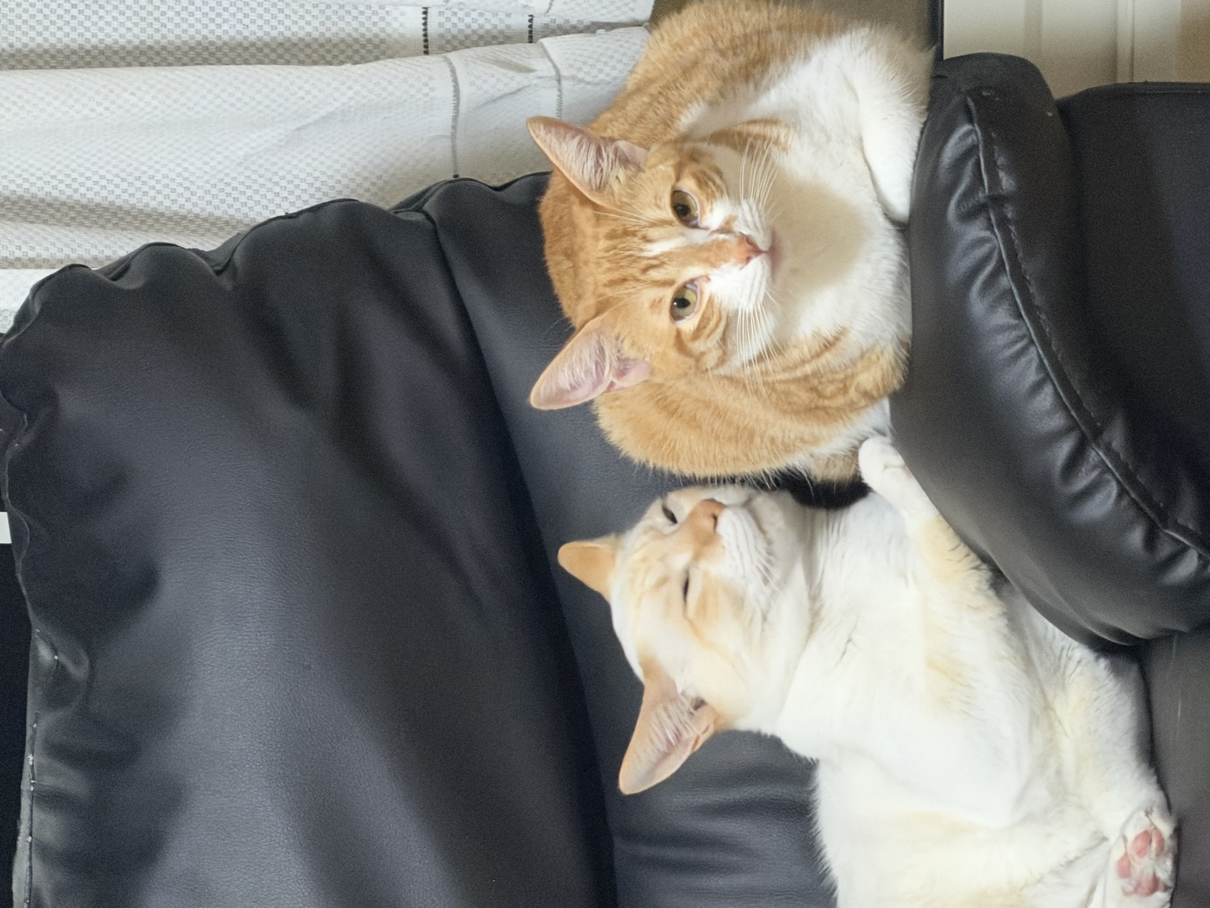 春のドライブ前におすすめ車コーティングと無料点検情報🚗